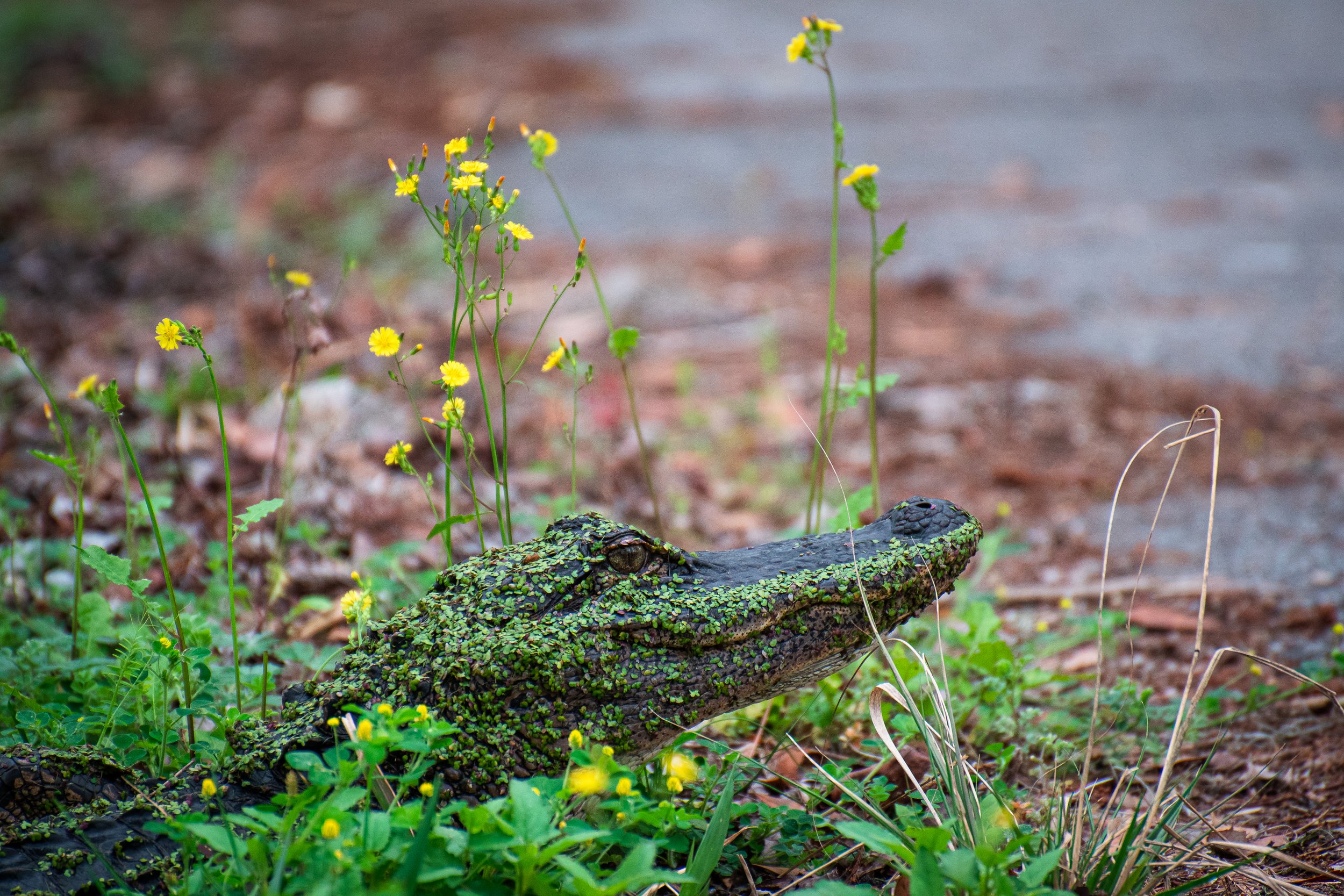 magnolia blog swamp gator.jpg