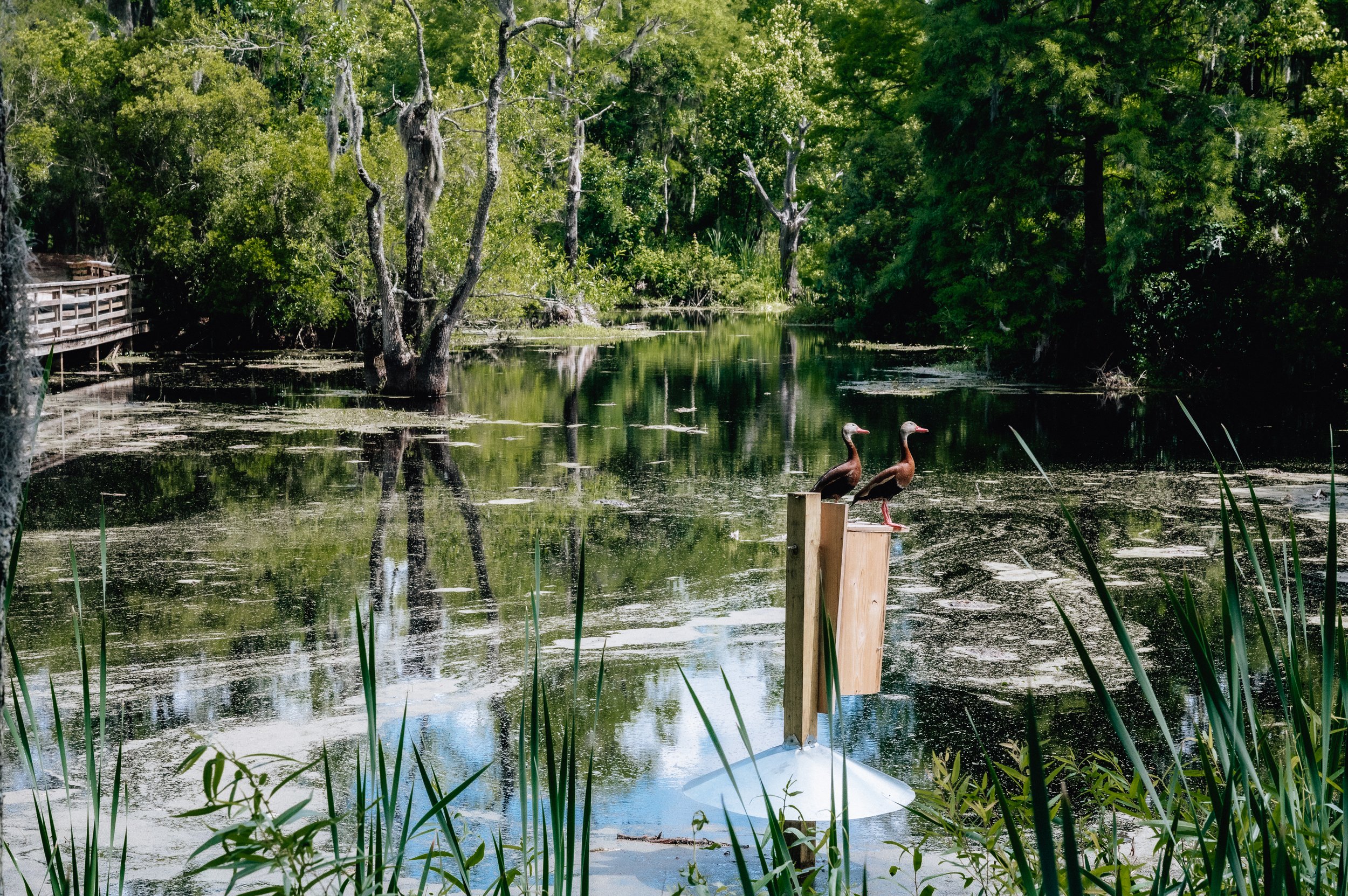 magnolia blog swamp whistling ducks.jpg