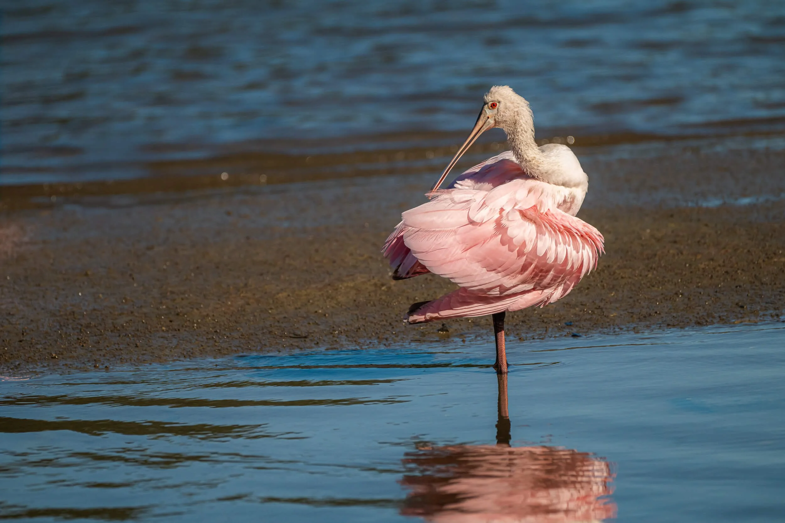 A pink and white flamingo standing in shallow water along a muddy shoreline.