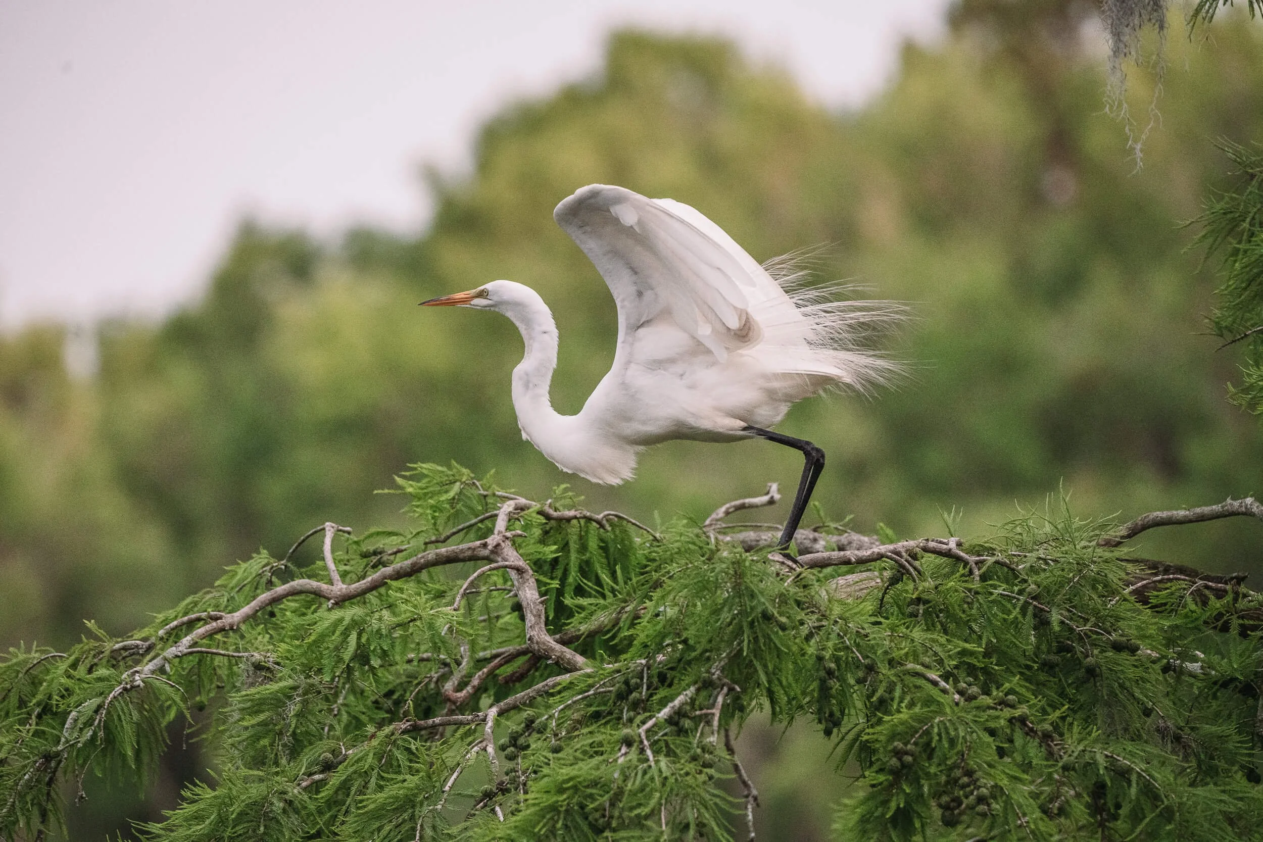 A white heron with long legs and a long neck stands on a green leafy tree branch, with one wing partially open and the other wing closed, in a natural setting.
