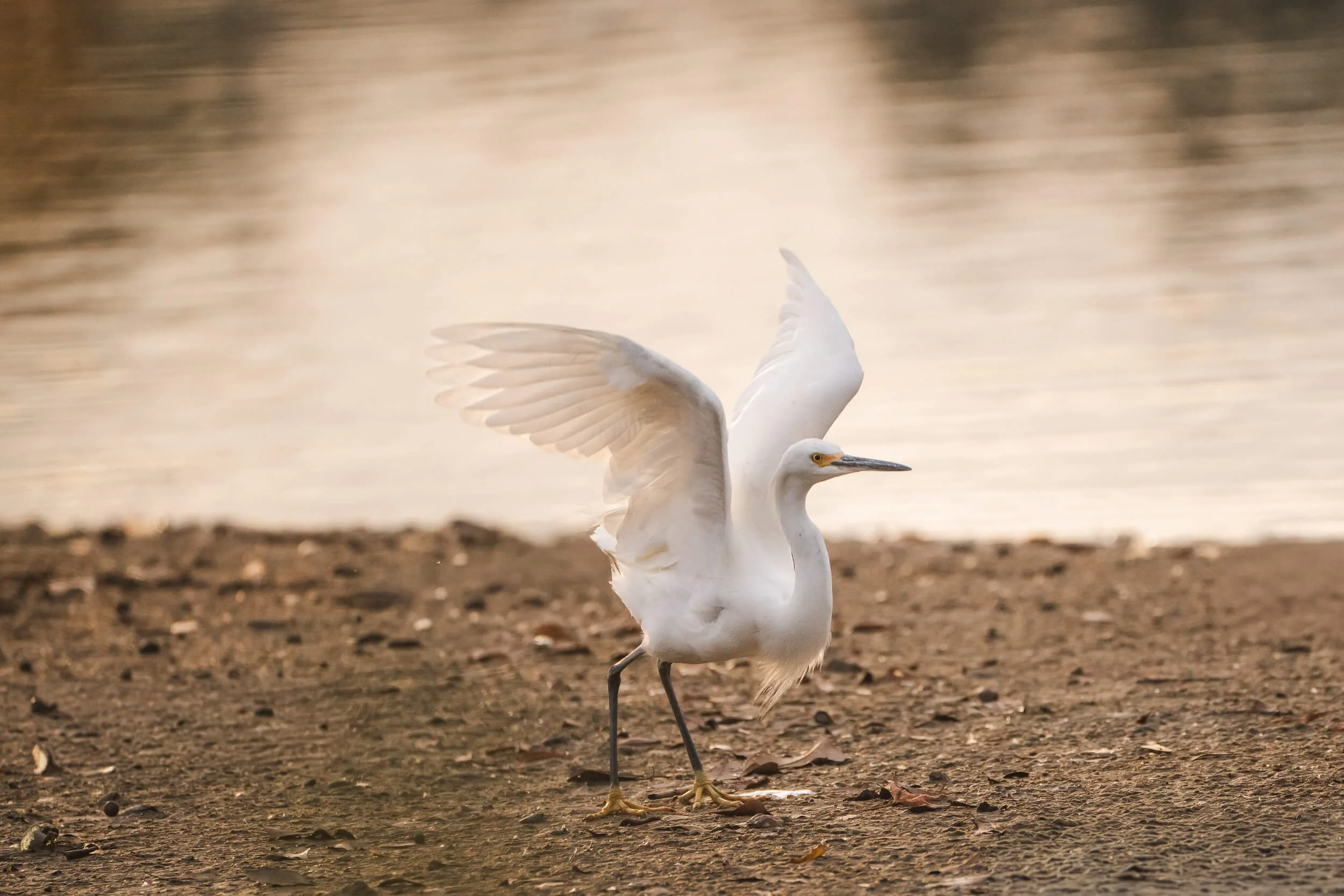 A white heron with black legs and yellow feet standing on sandy ground near water, with wings partially spread.