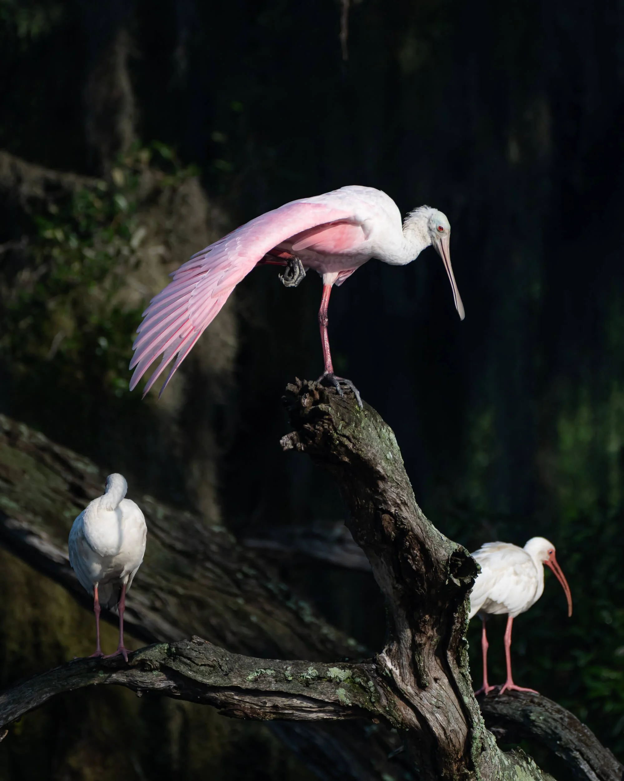 Three white and pink flamingos perched on branches, with dark background and greenery.