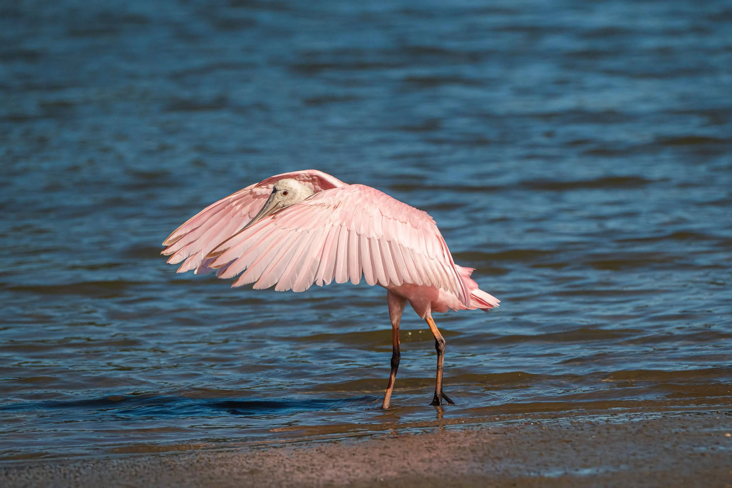 A pink flamingo standing in shallow water, with its neck bent back and head resting on its body, by the waterfront.