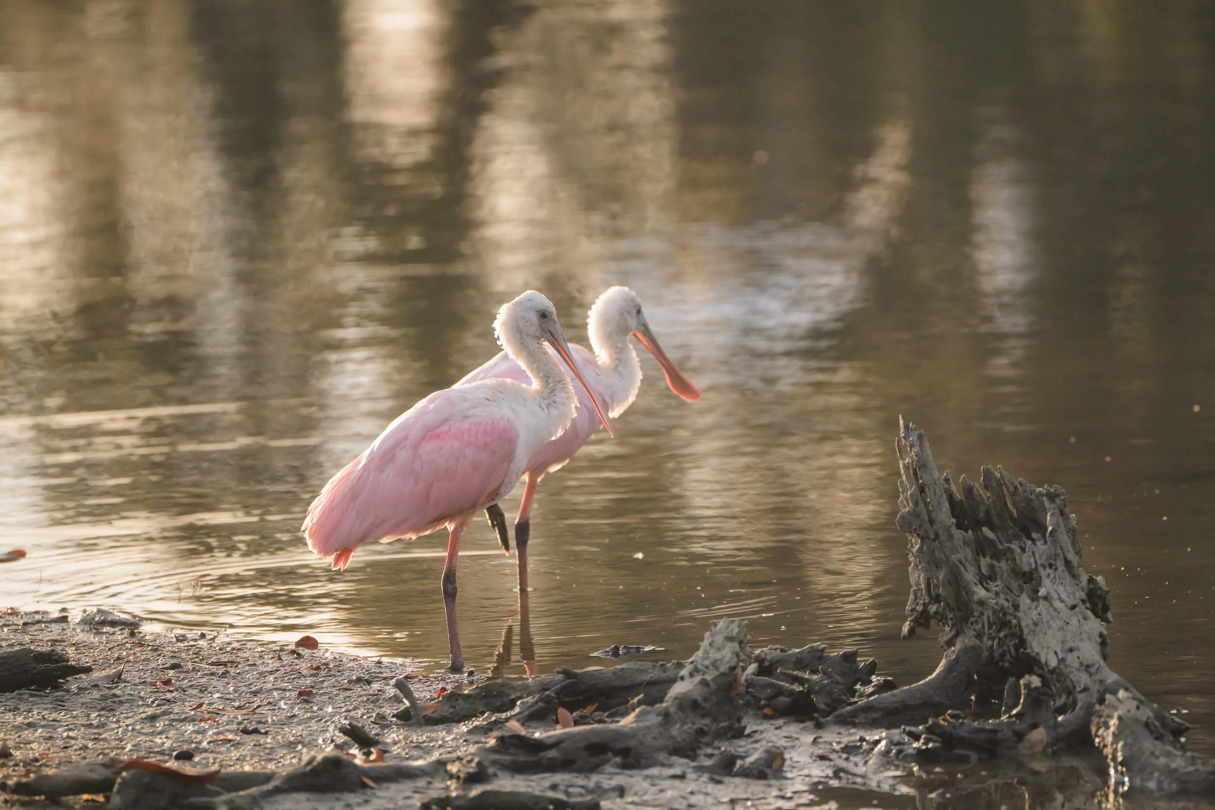 Two pink and white pelicans standing at the edge of a body of water with a tree stump nearby, during sunset or sunrise.