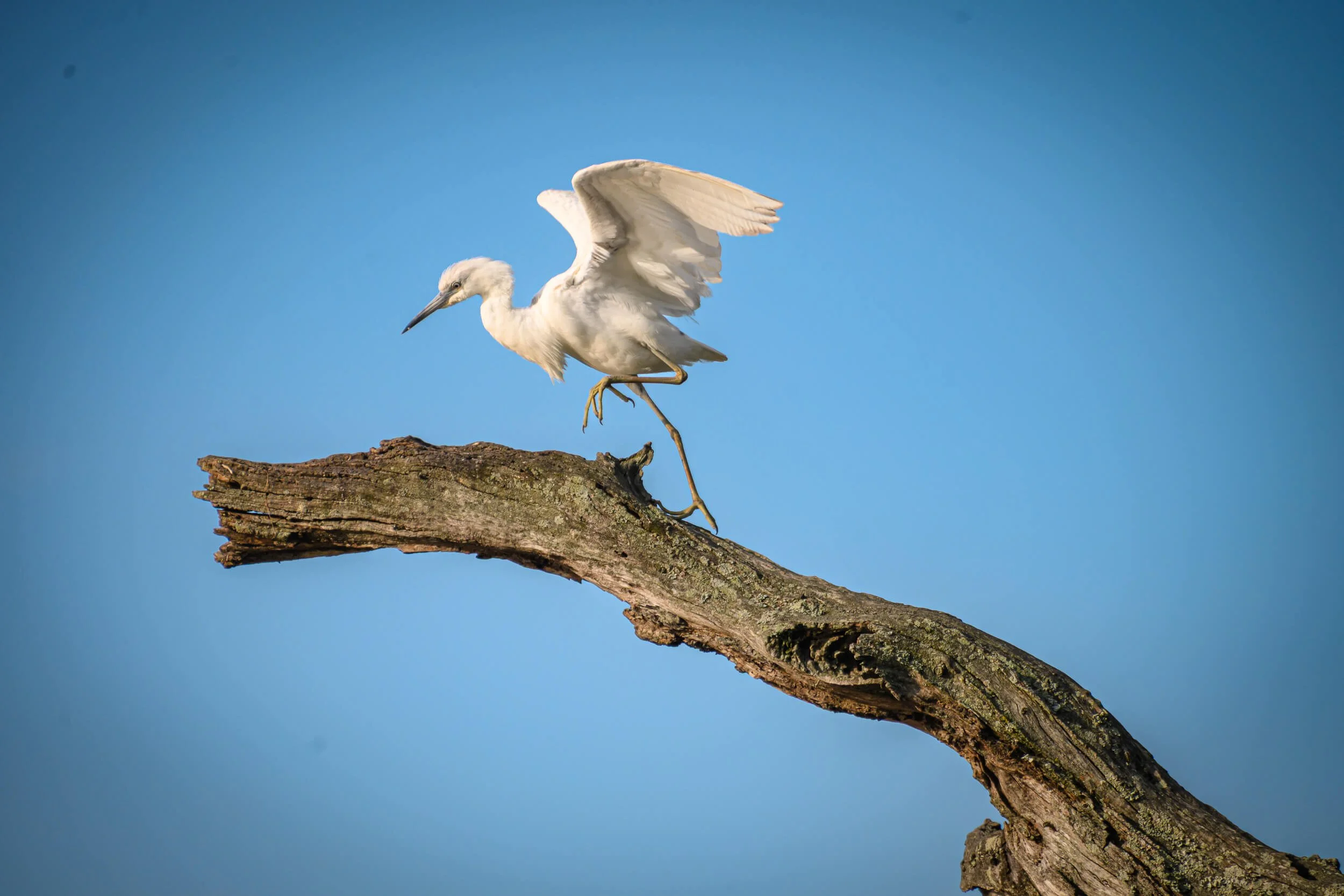 A white heron standing on a tree branch against a bright blue sky.
