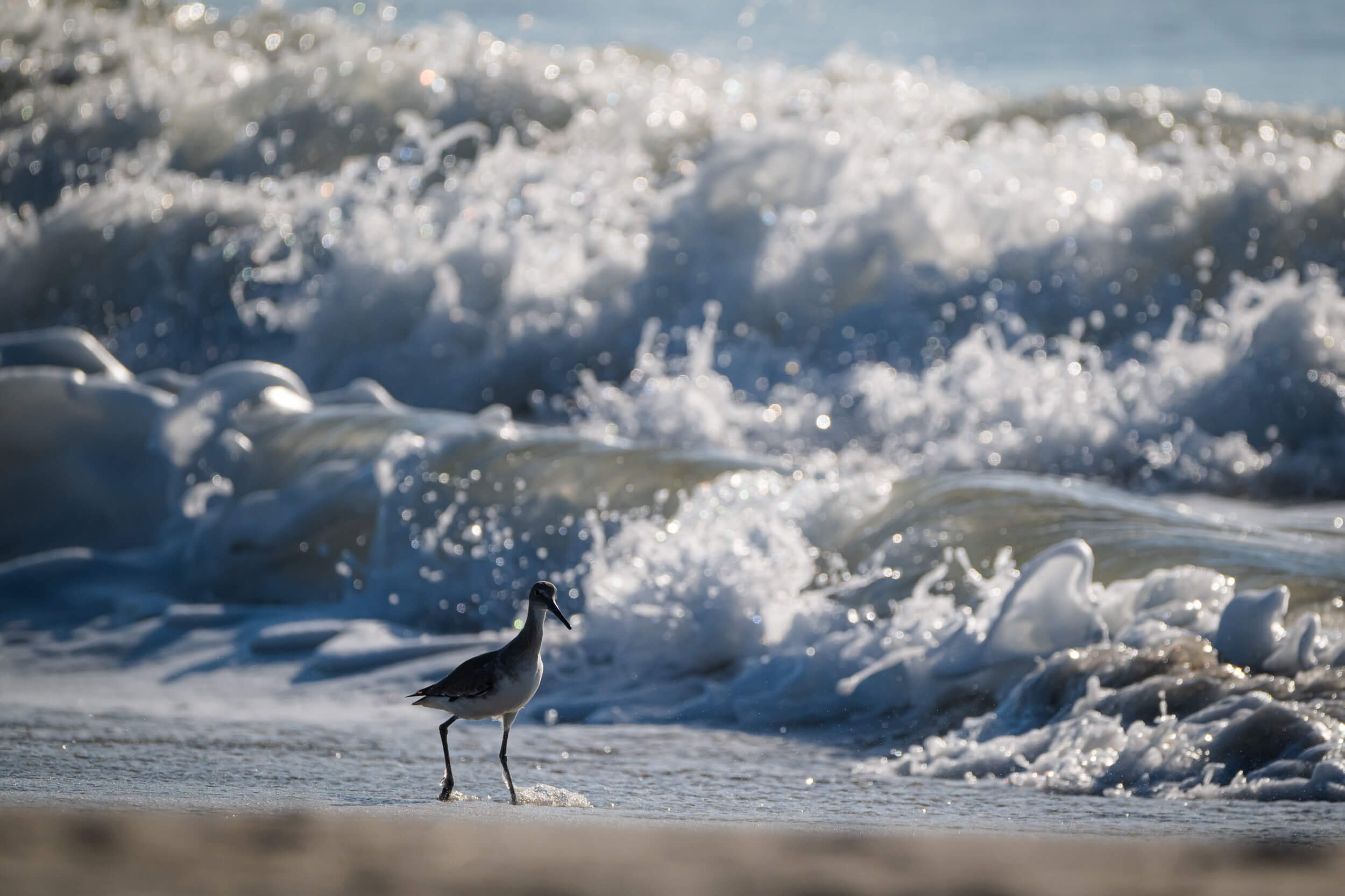 A bird walking along the shoreline near the ocean with waves crashing in the background.