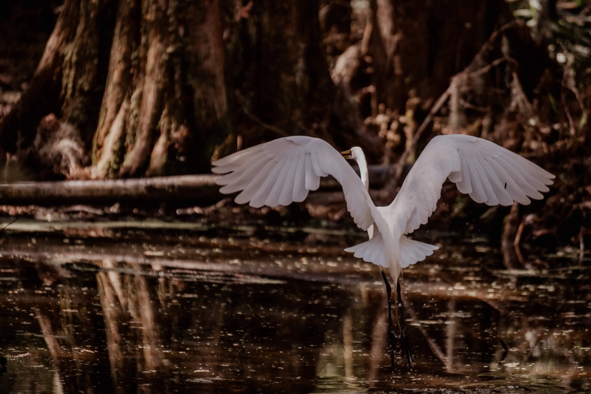 A white heron standing in shallow water with its wings spread out, in a dark forest setting.