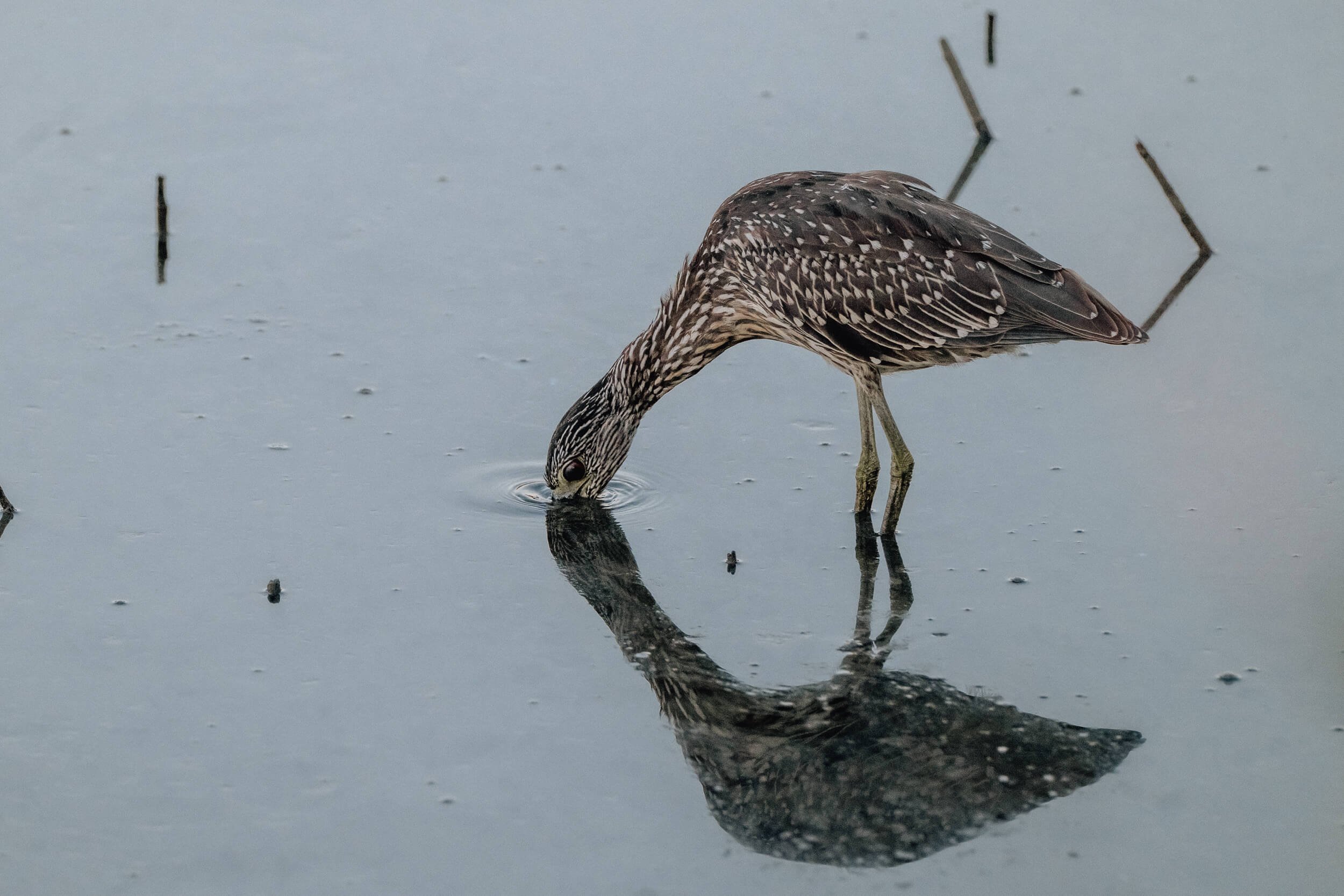 A bird with brown and white patterned feathers drinking water from a pond, creating a reflection of itself in the water.