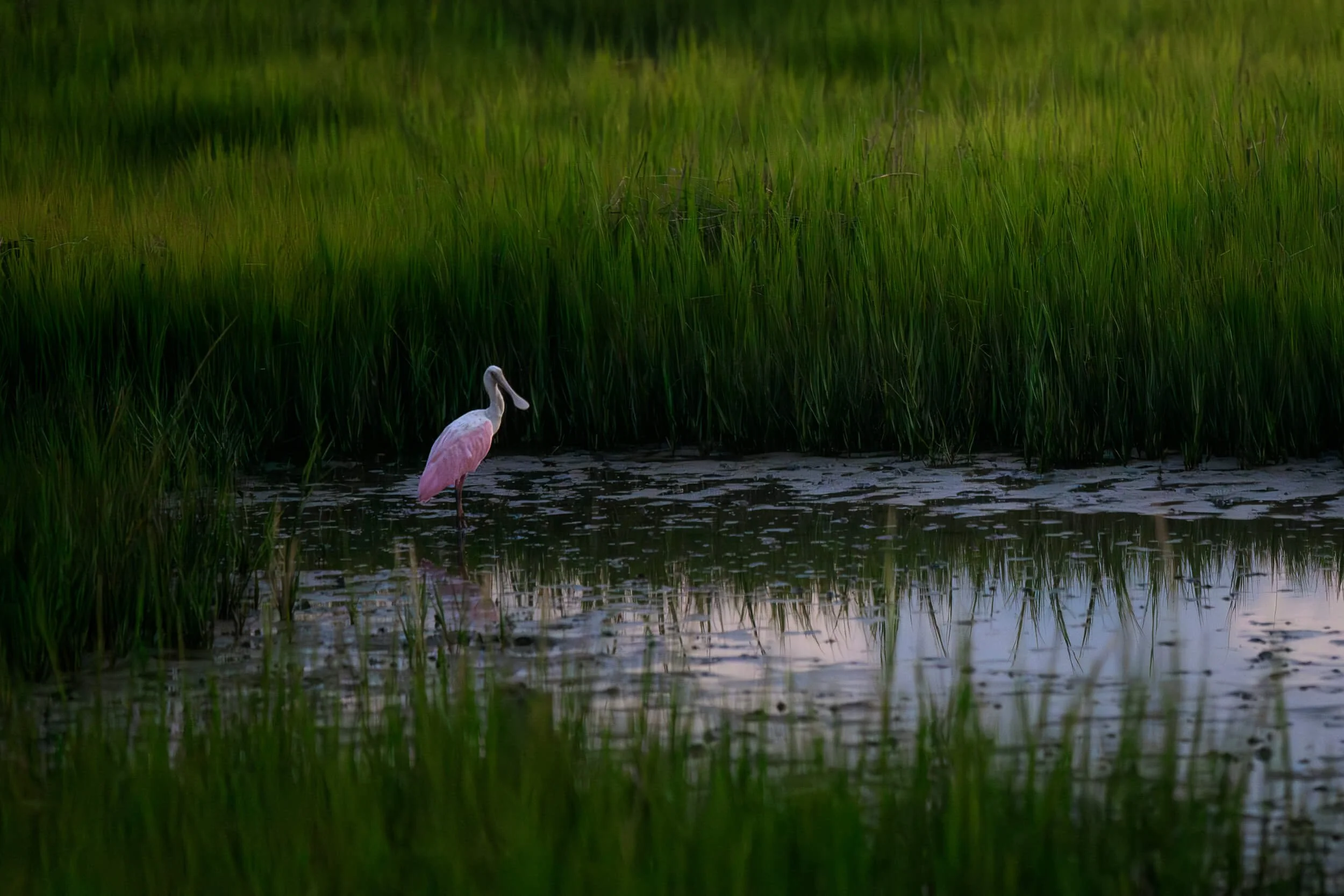 Roseate Spoonbill standing in vibrant green marsh grass at sunset at Pitt St. Bridge in Mount Pleasant, SC. Lowcountry wildlife photography by Amy Quinn Hill.