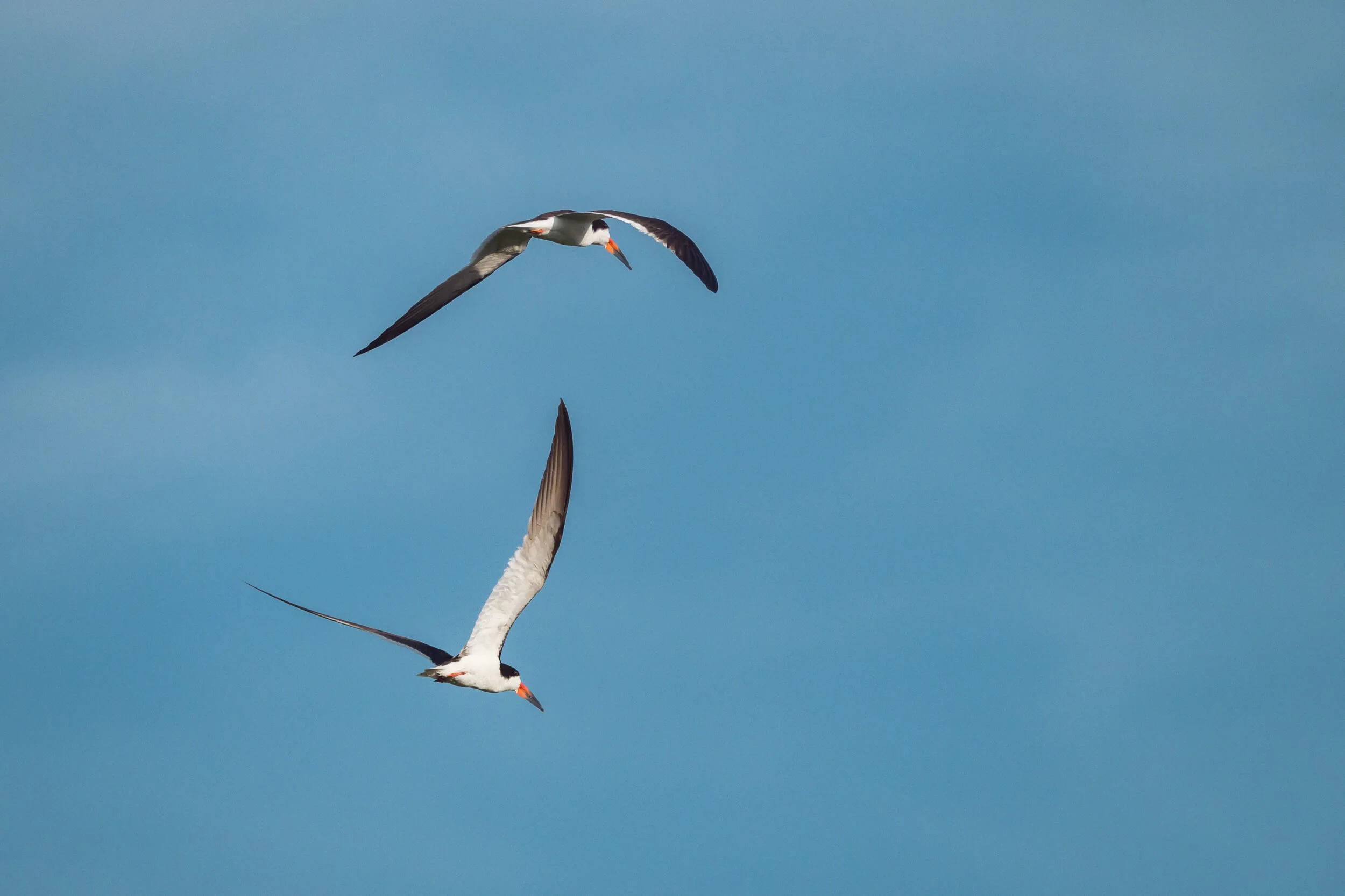 Two black skimmers in flight in bright blue sky by Amy Quinn Hill.