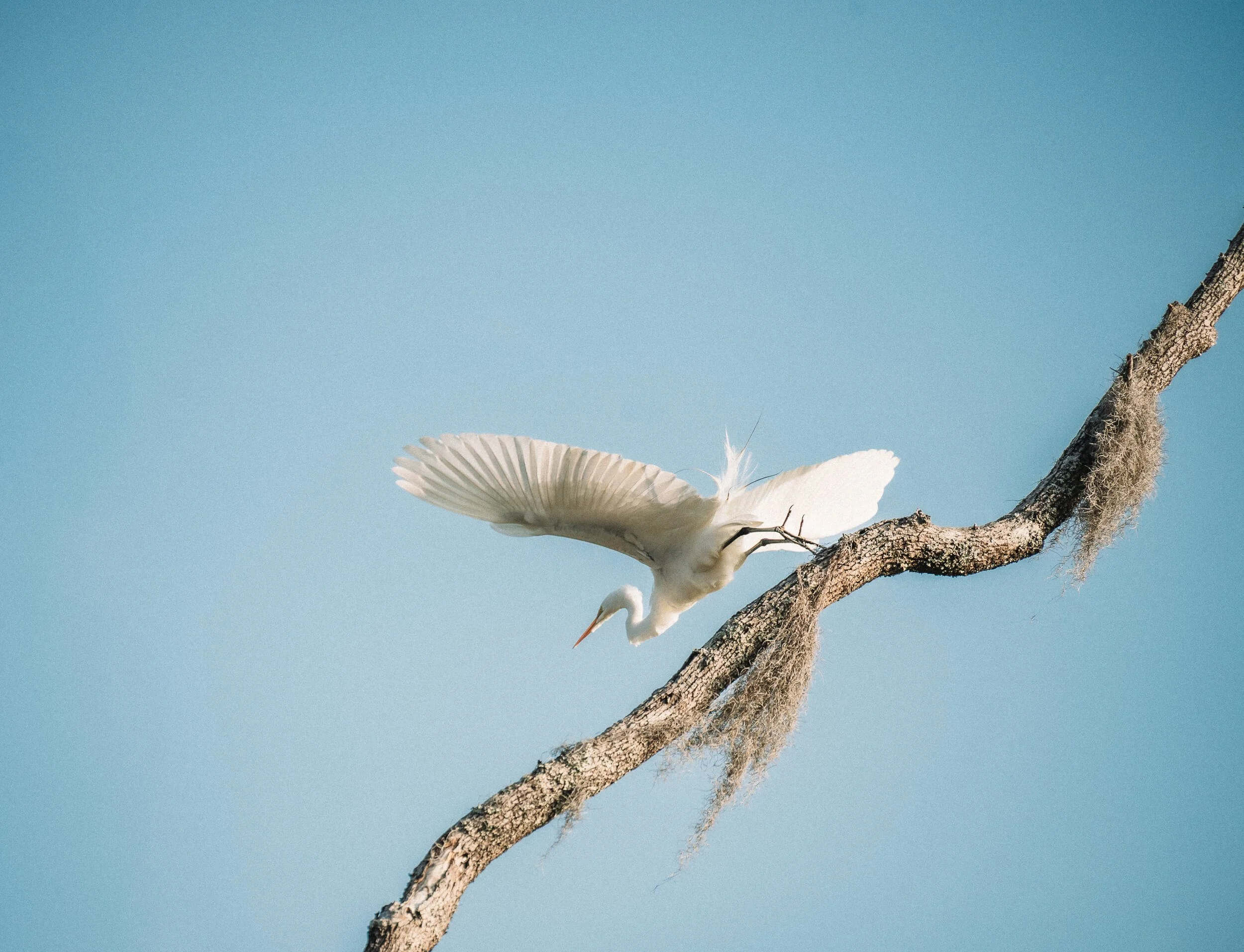 A white heron perched on a curved tree branch with Spanish moss, against a clear blue sky.