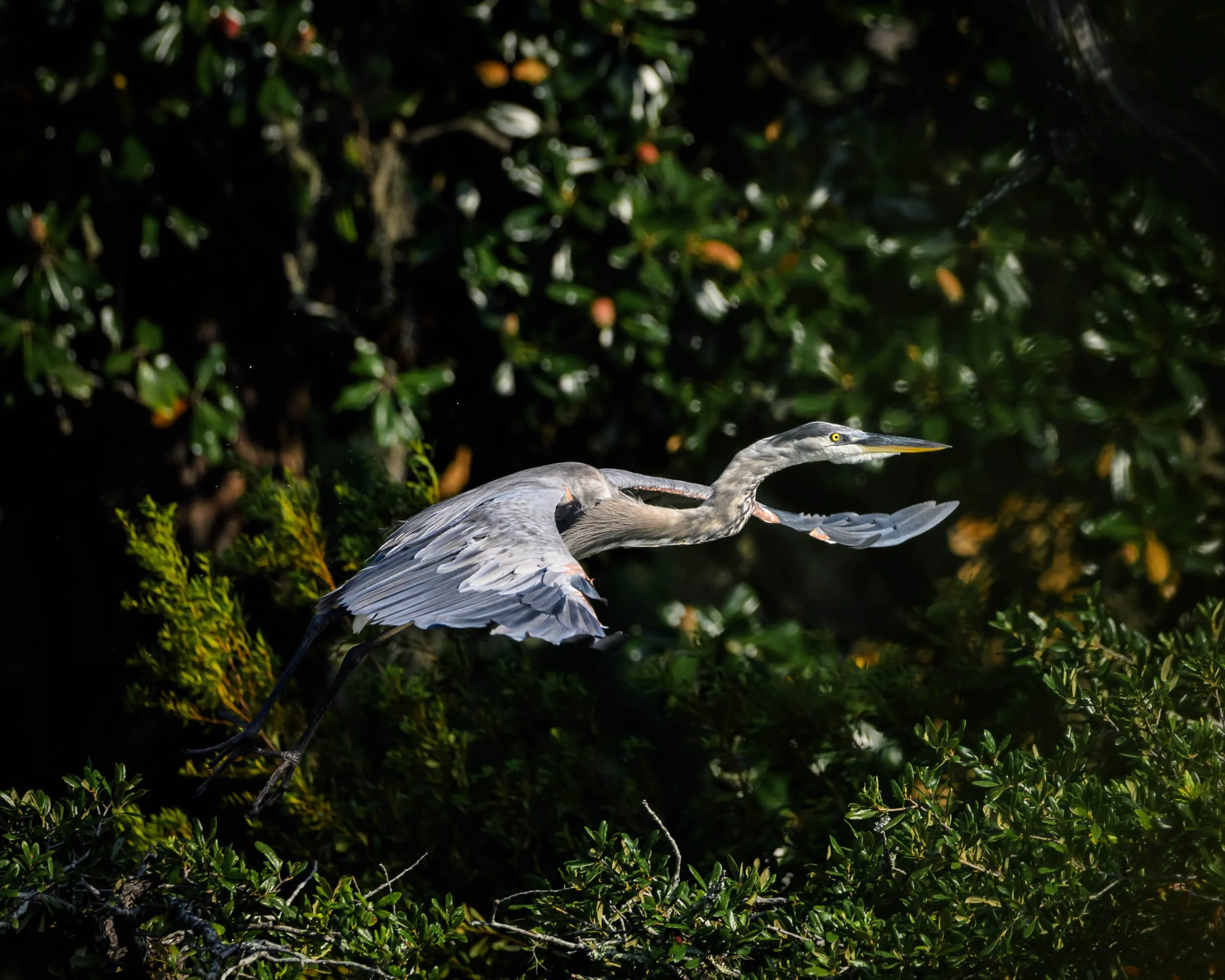 A heron flying through dense green foliage, with its wings spread and beak pointed forward.
