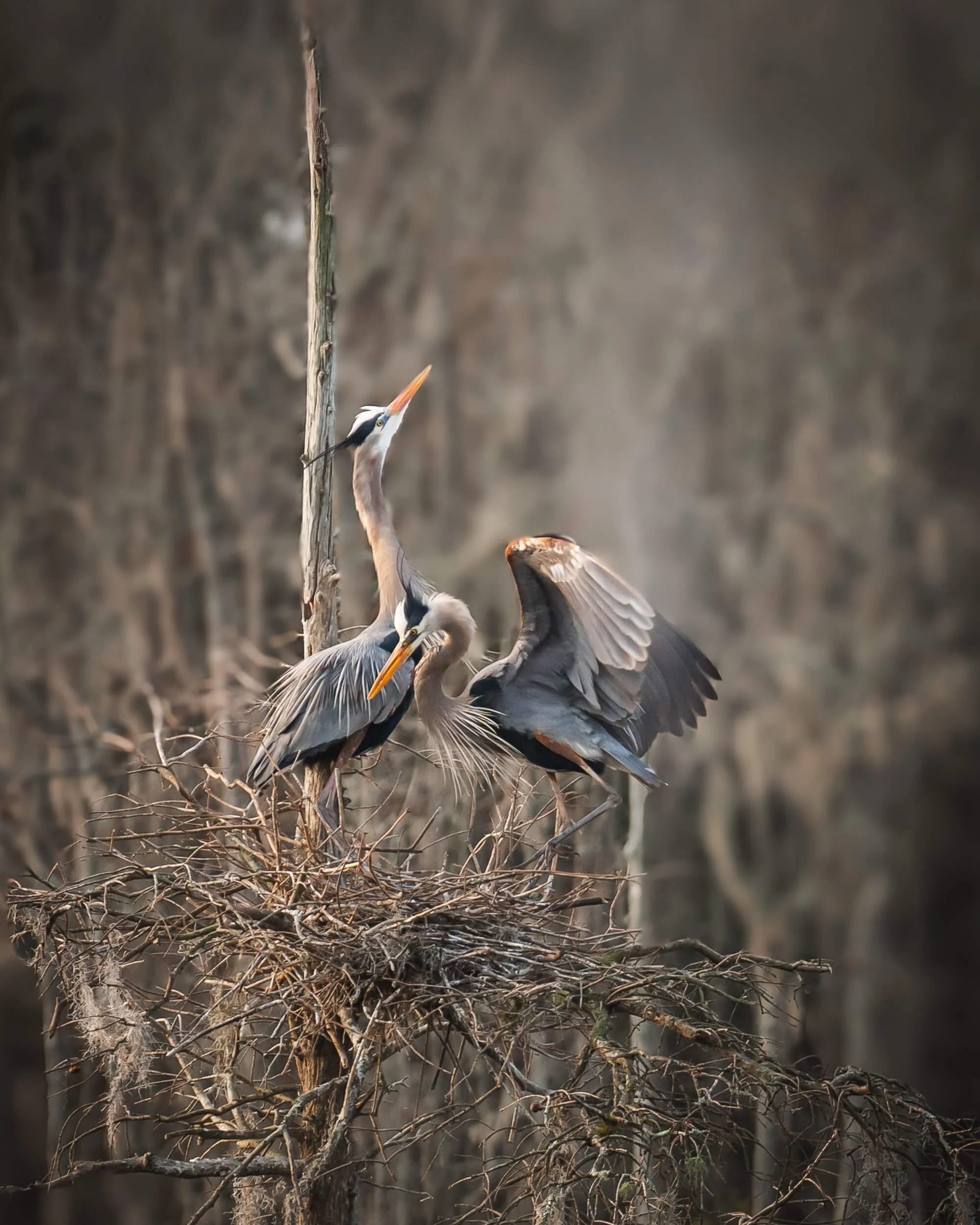 Three herons on a nest, one with wings spread, in a natural wetland environment.