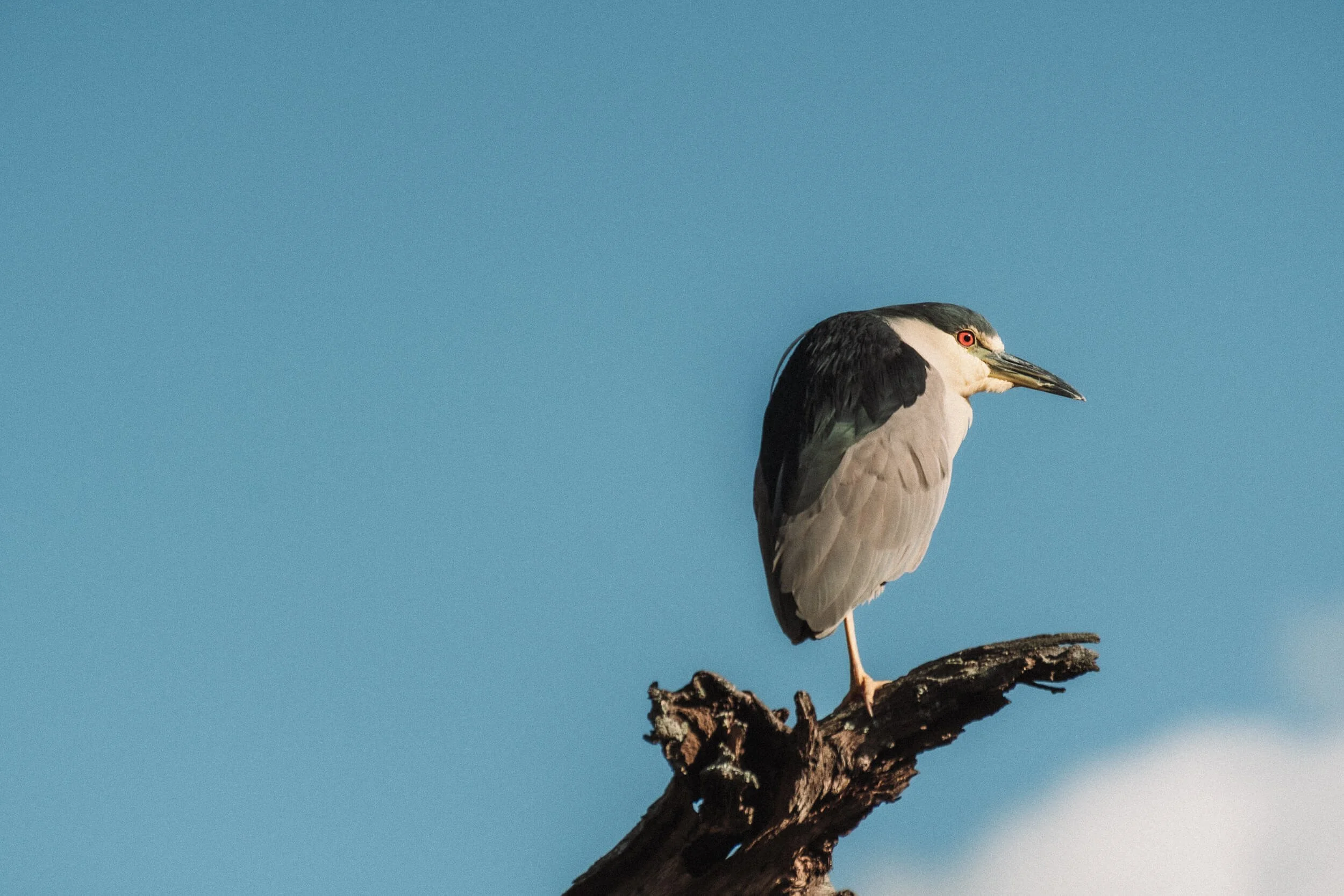 A woodpecker perched on a branch against a blue sky.