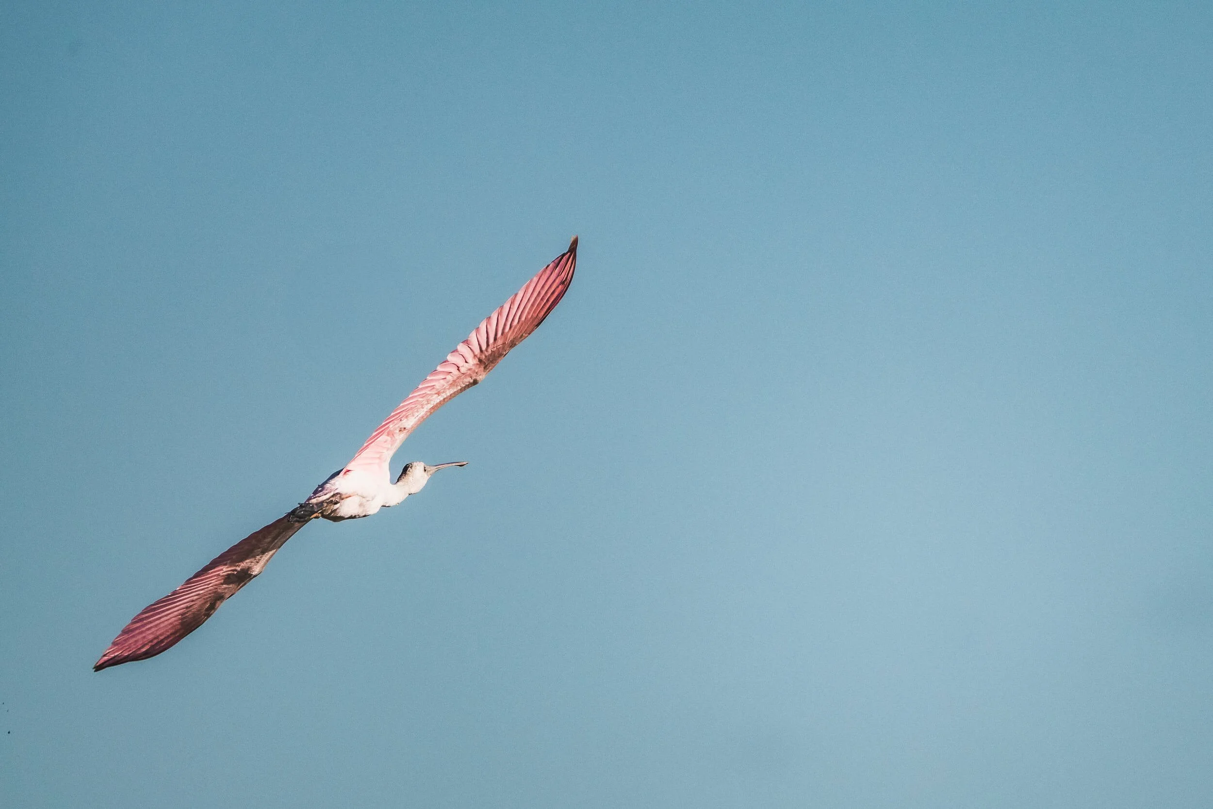 A pink flamingo flying against a clear blue sky.