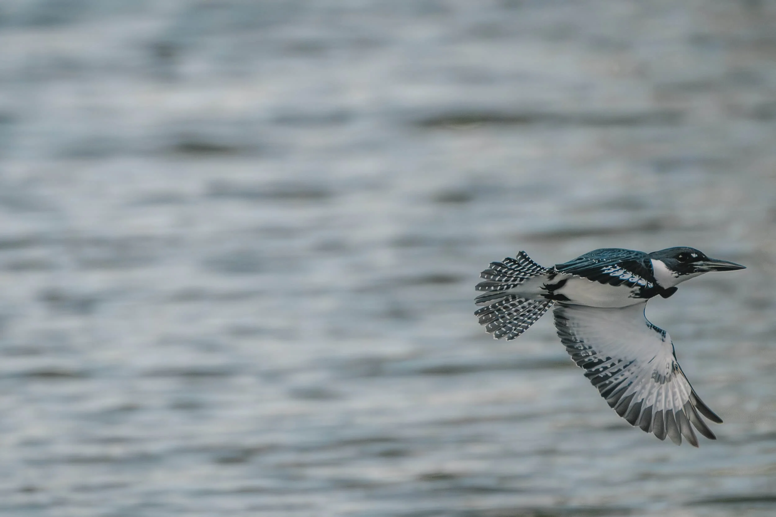 A black and white bird flying low over water with blurred water background.