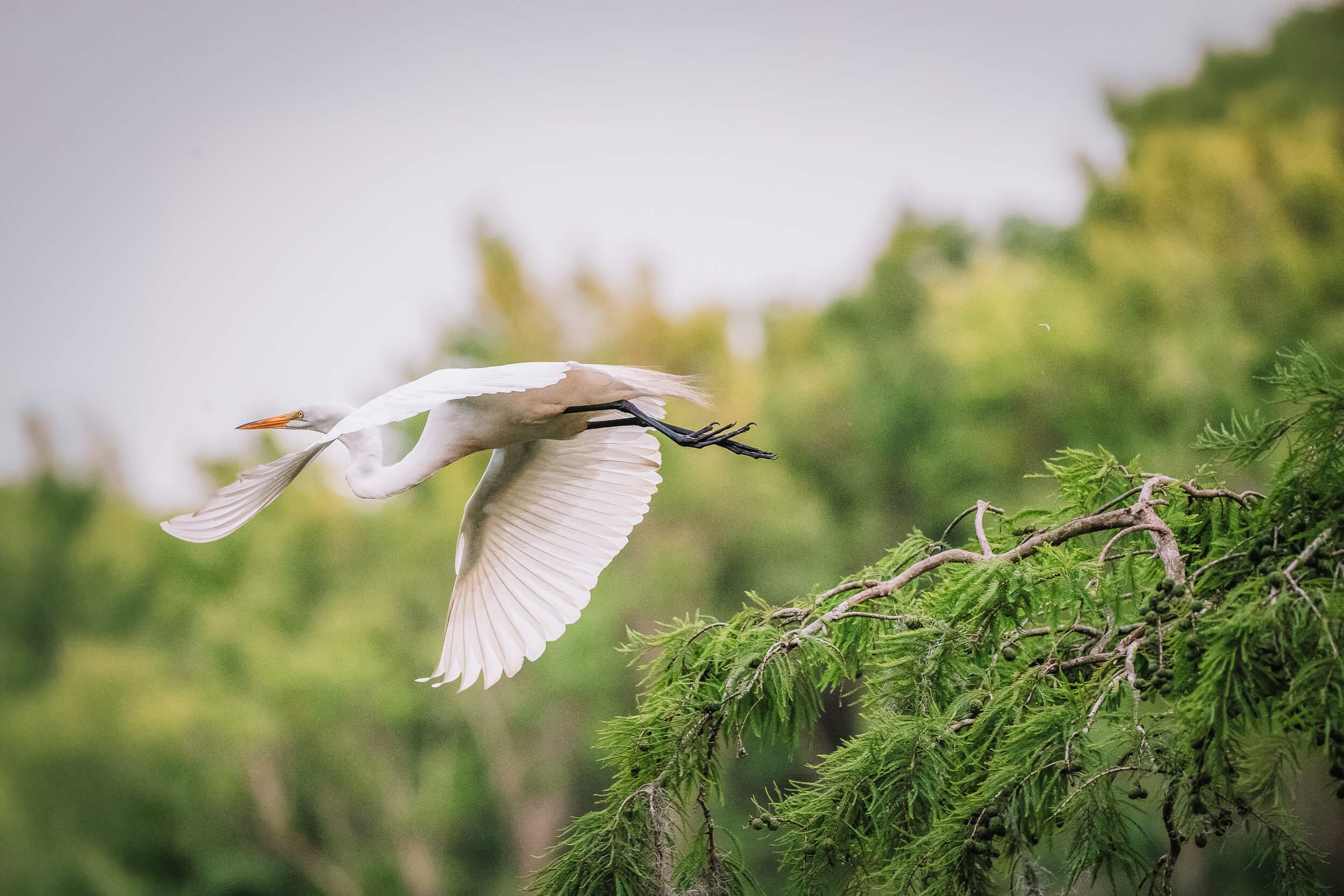 A great egret flying over green trees with a blurred background of more trees and sky.