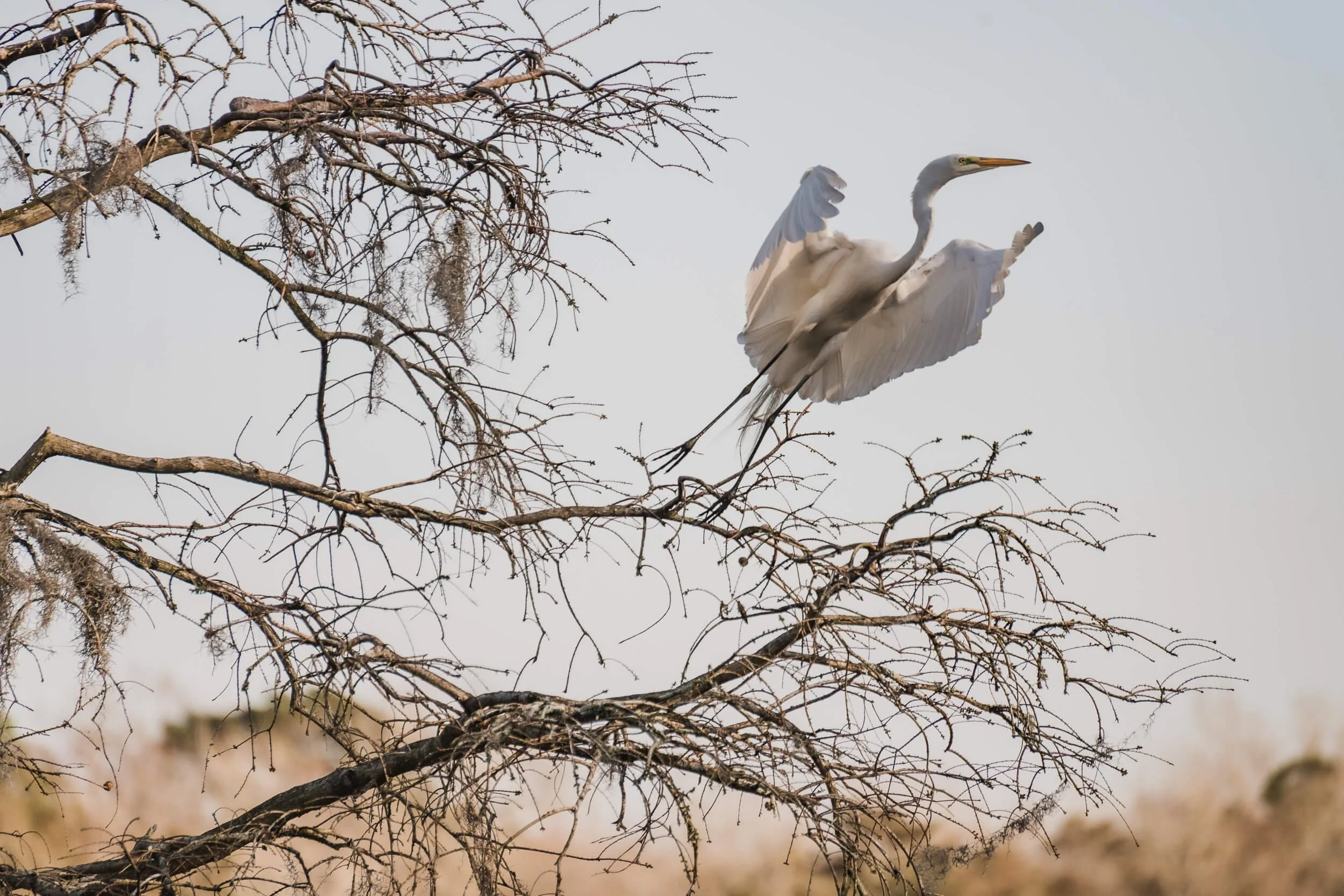 A great egret flying near a leafless tree during daytime.