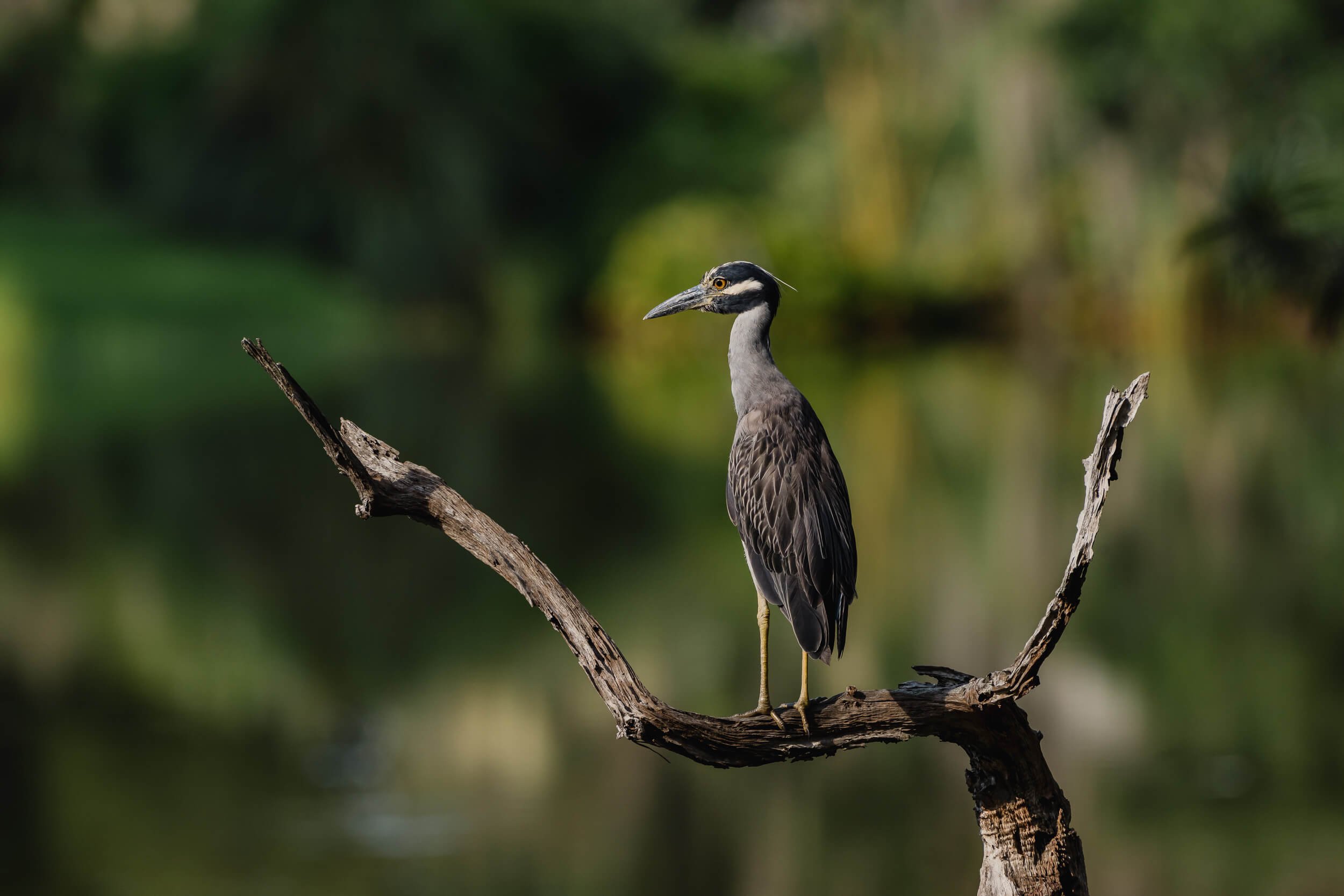 A heron standing on a weathered tree branch over water, with a blurred green forest background.