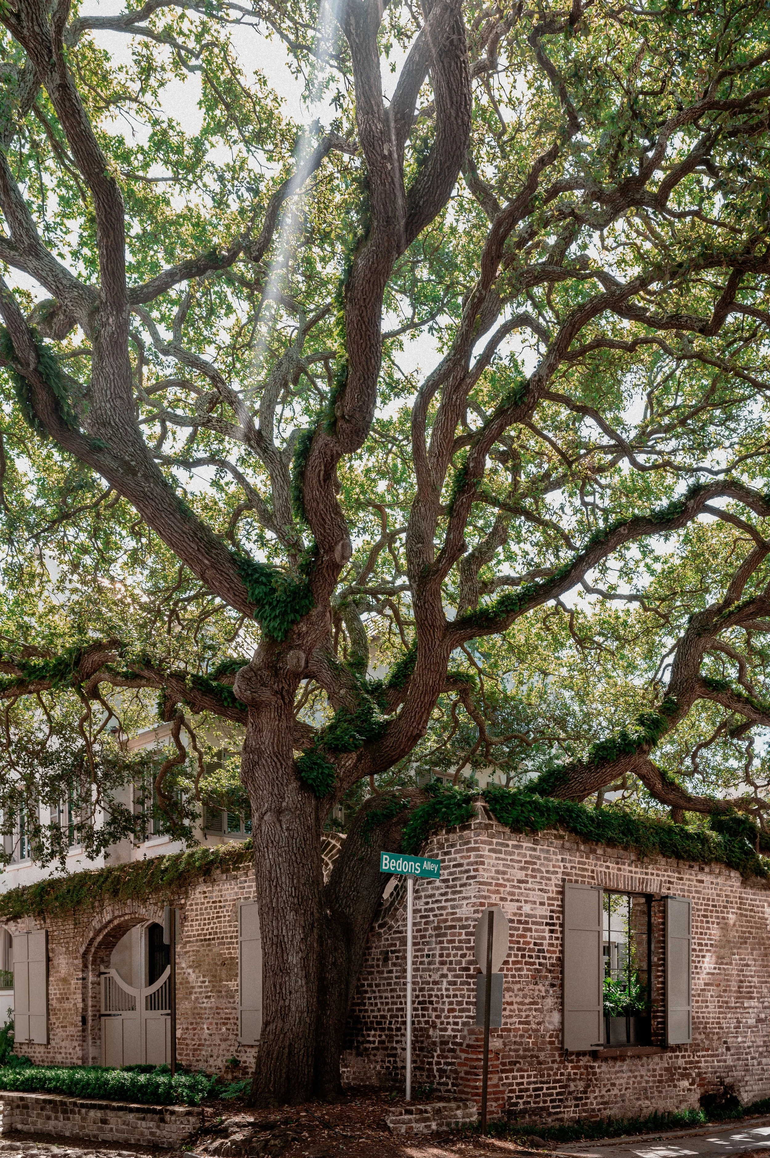 A large, sprawling tree with thick, twisting branches growing in front of a brick building with windows and shutters. The tree has green foliage and a street sign at its base that reads 'Bedons Alley.'