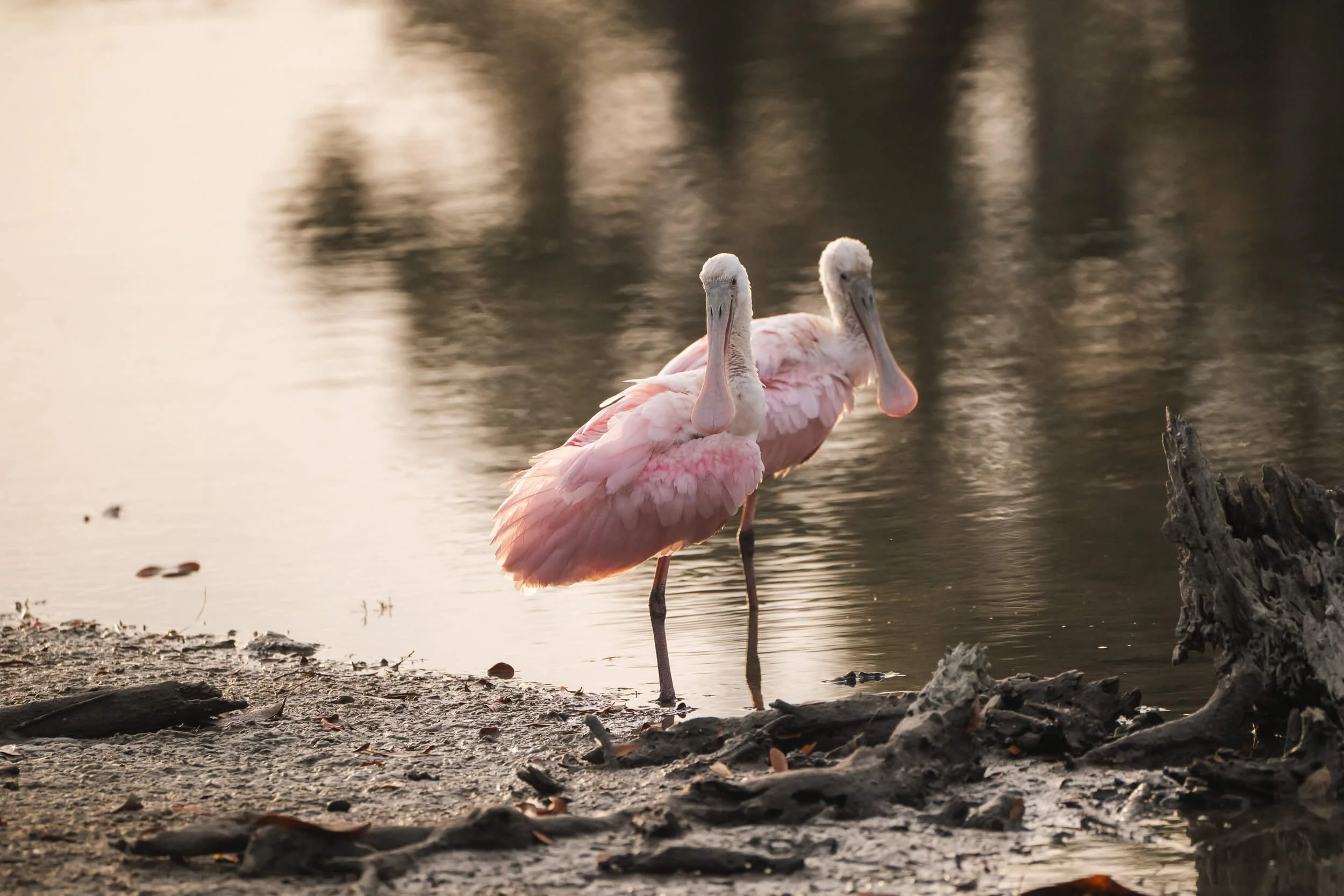 Two pink flamingos standing by a calm body of water with a muddy shore and tree roots in the foreground.
