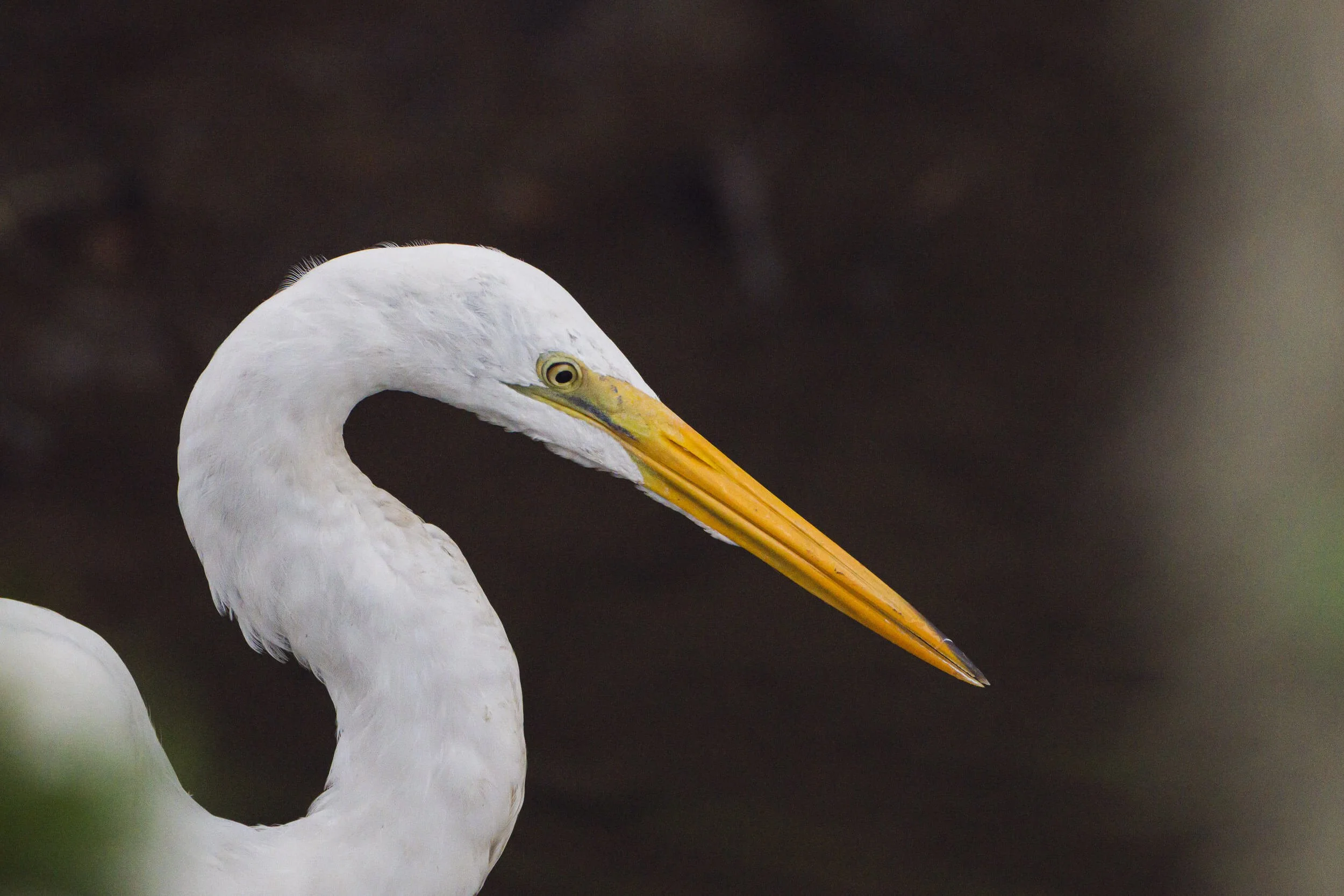 Close-up of a great white egret with white feathers, a long yellow-orange beak, and a dark background.