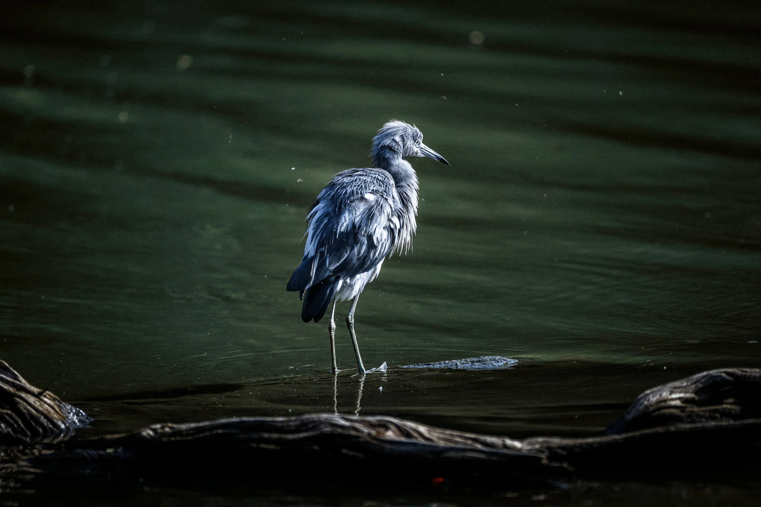 A young heron standing in shallow water, surrounded by dark greens and browns, with a piece of driftwood in the foreground.