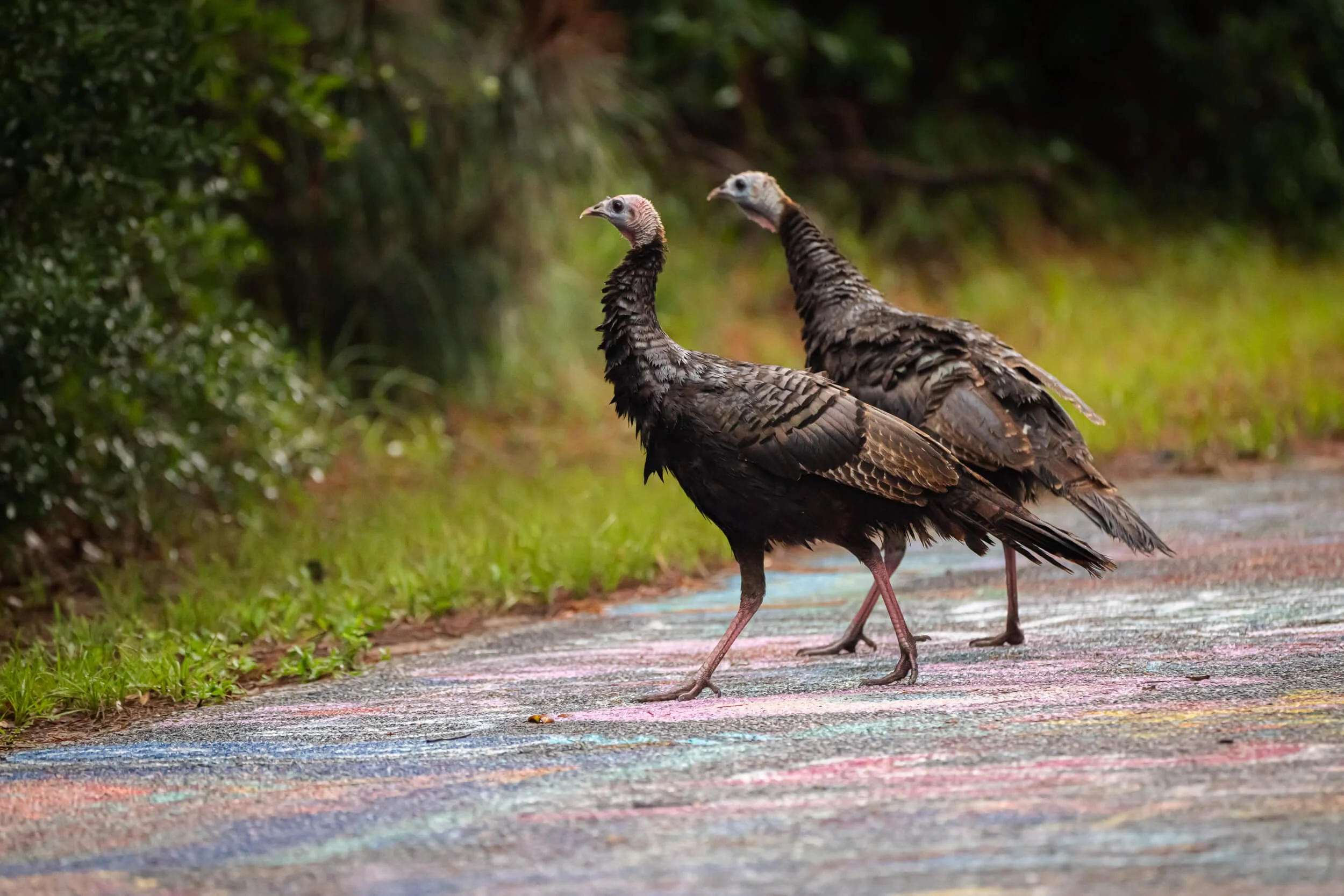 Two wild turkeys walking on a chalk-drawn colorful pathway in a green outdoor setting.