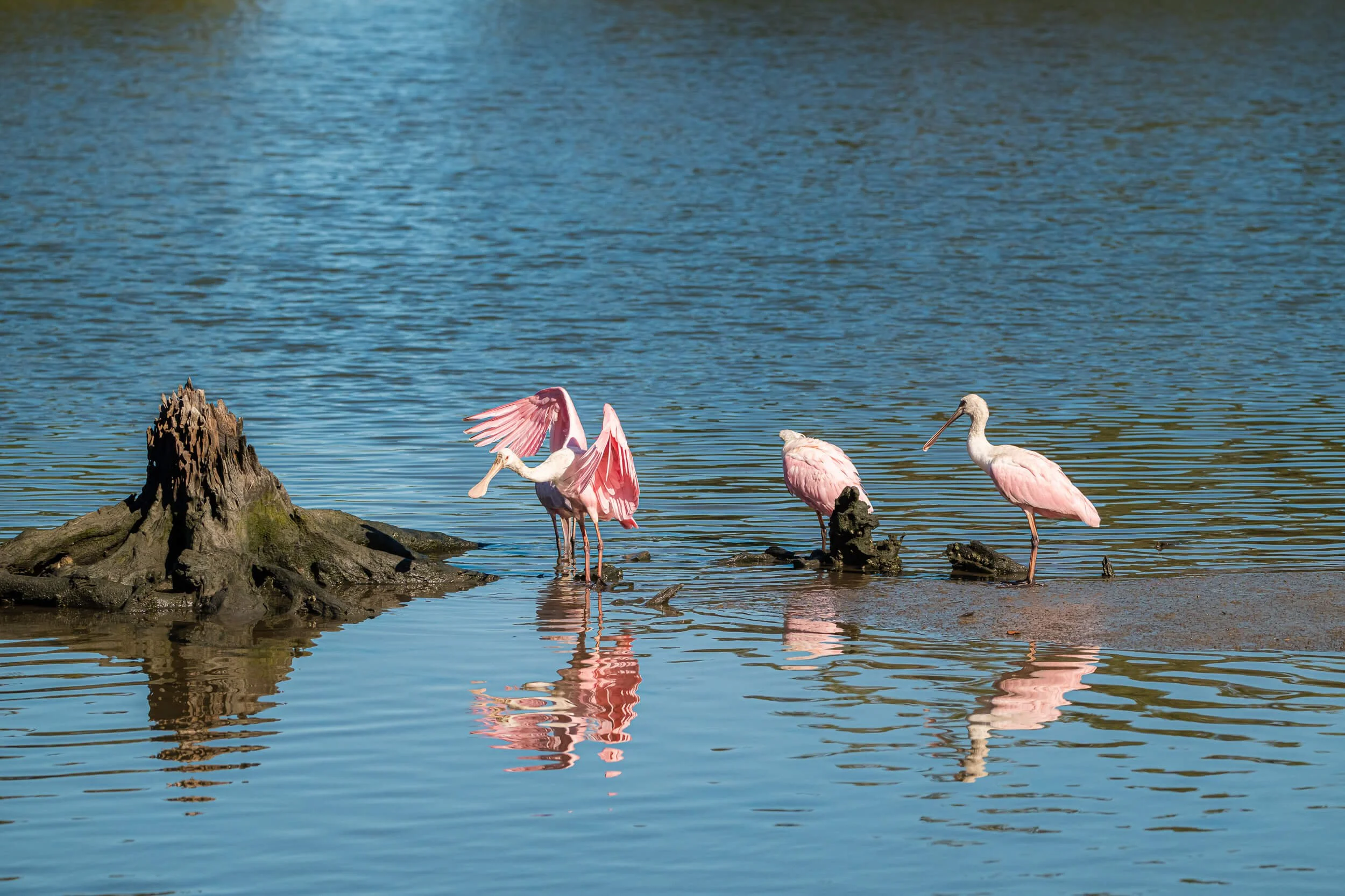 Three pink flamingos standing in shallow water near a rocks, with one bird spreading its wings.