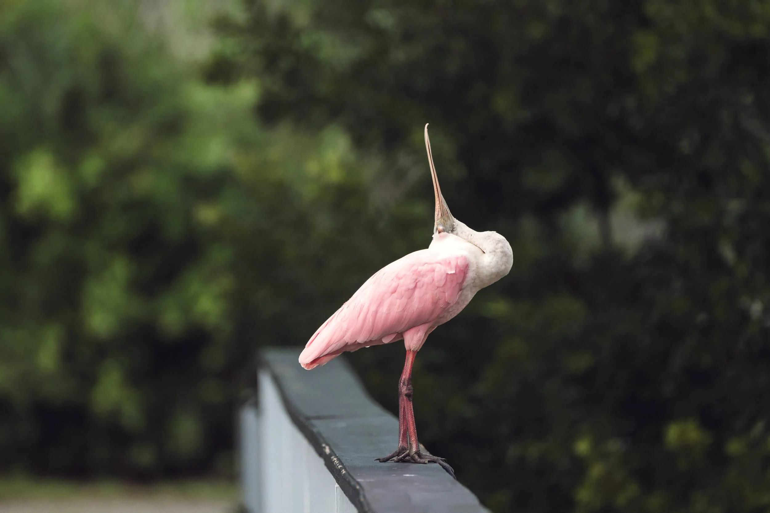 A roseate spoonbill bird standing on a railing with a blurred green natural background.
