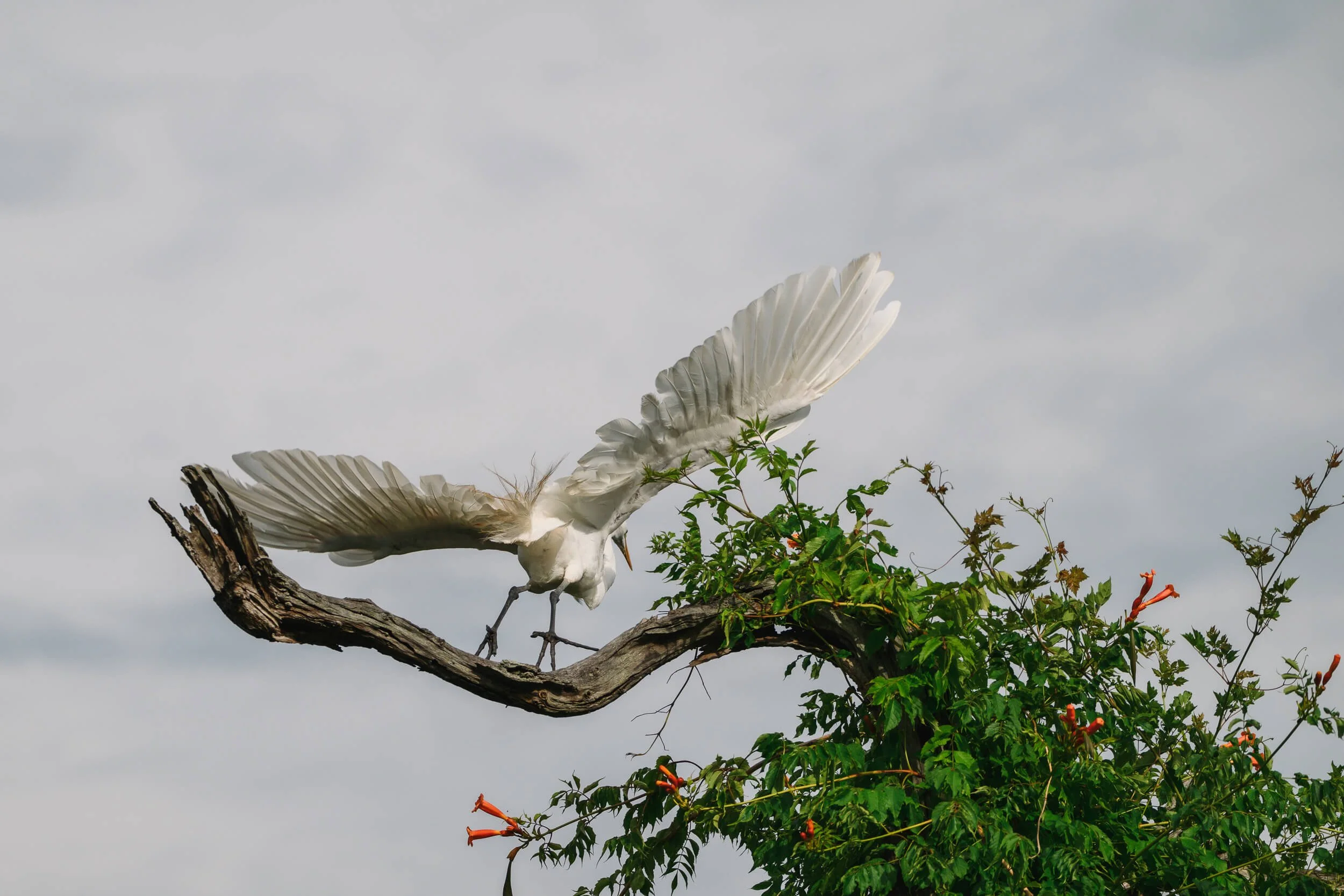 A white bird with wings spread open perched on a tree branch with green leaves and orange flowers against a cloudy sky.