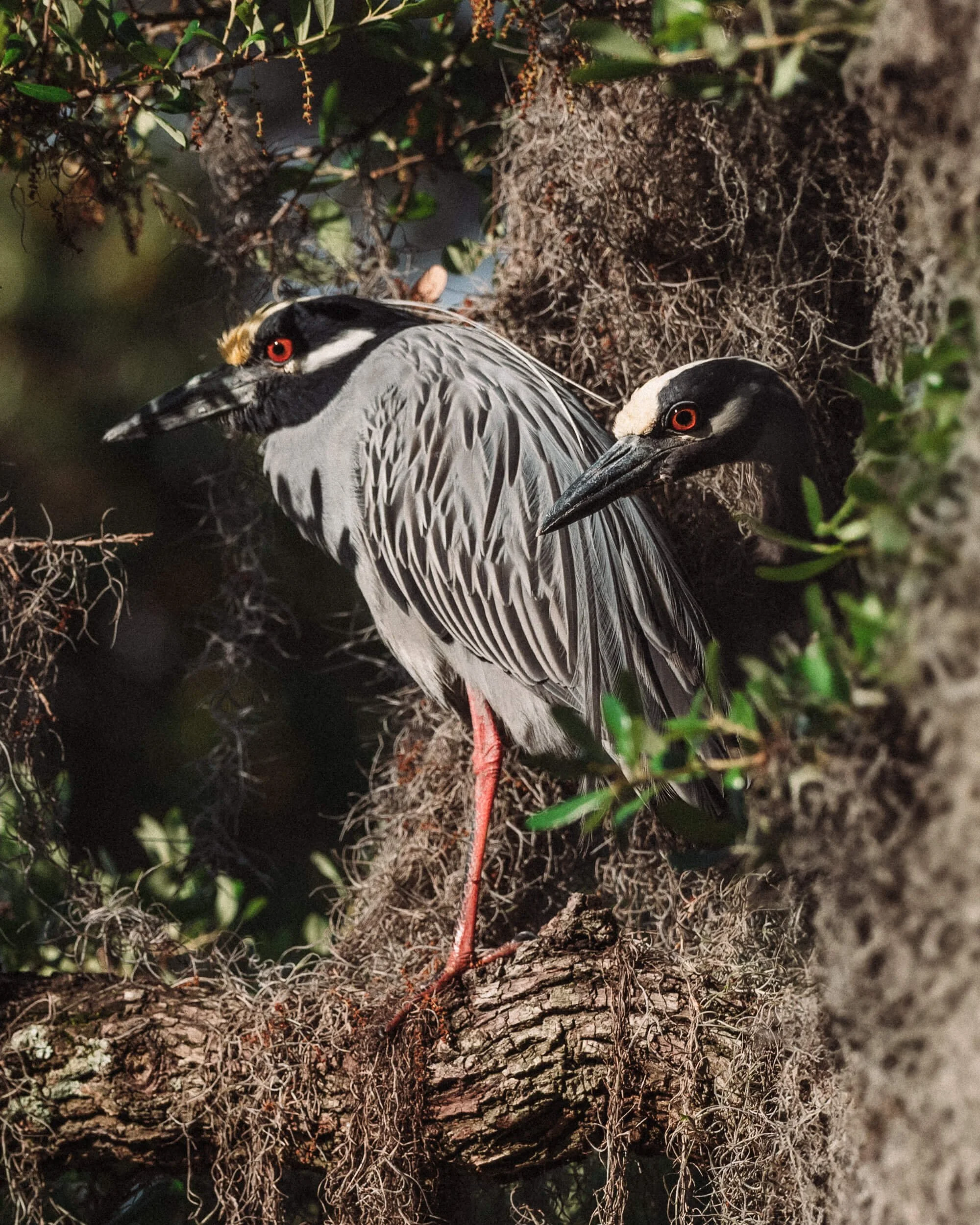 Two herons perched on a tree branch, with one facing left and the other facing right, surrounded by leaves and moss.