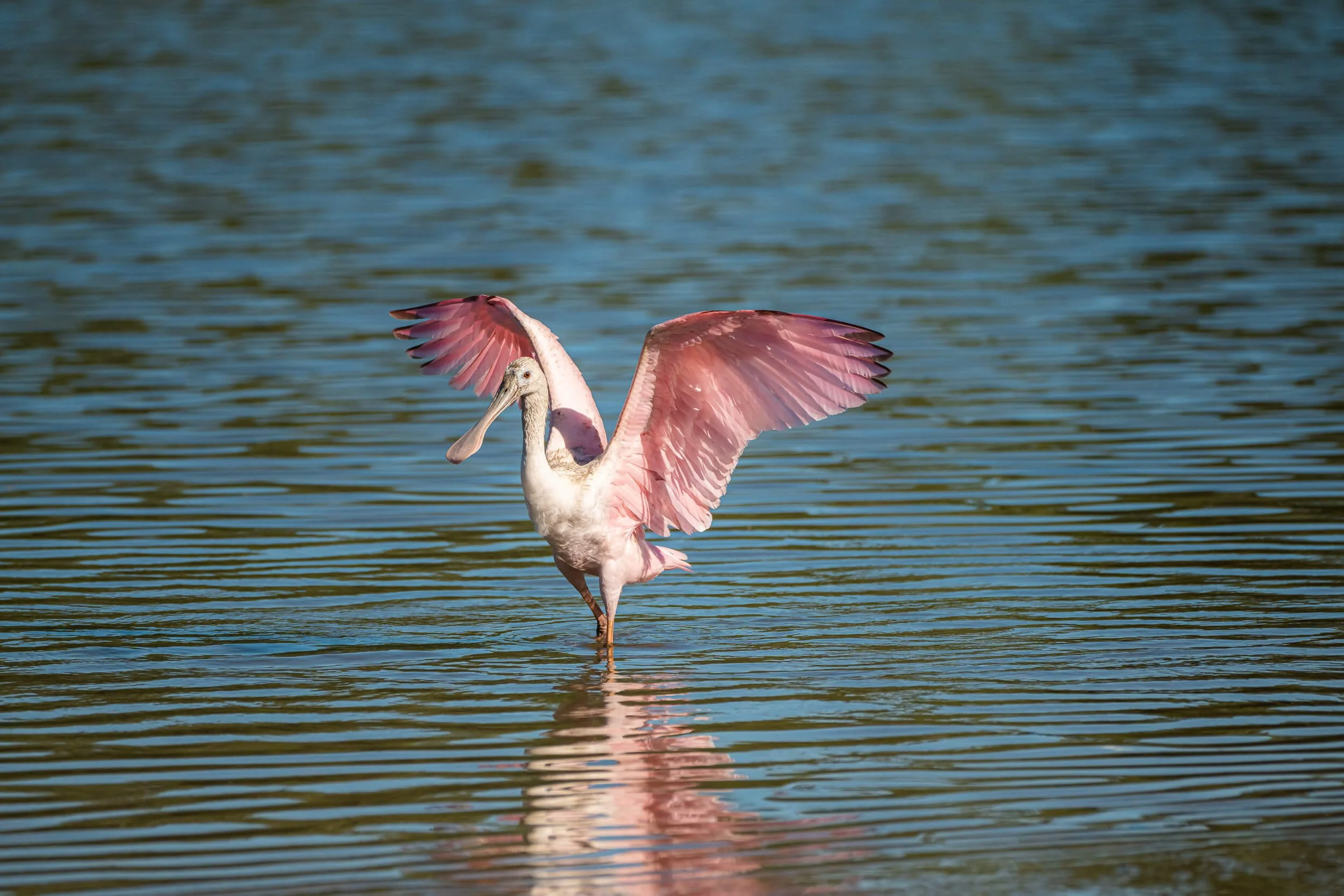 A pink flamingo standing in shallow water with its wings partially open, creating a reflection in the water.
