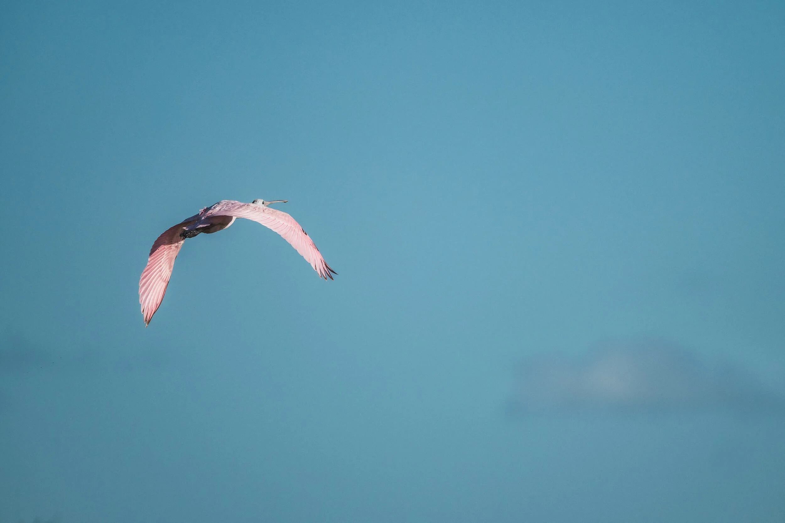 A pink flamingo flying in a clear blue sky.