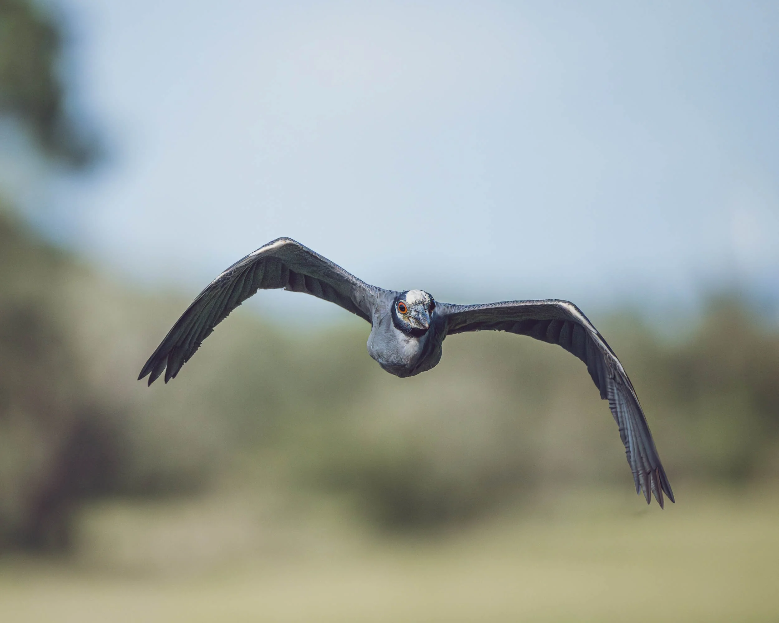 A bird in flight with dark wings and gray body, flying against a blurred natural background.
