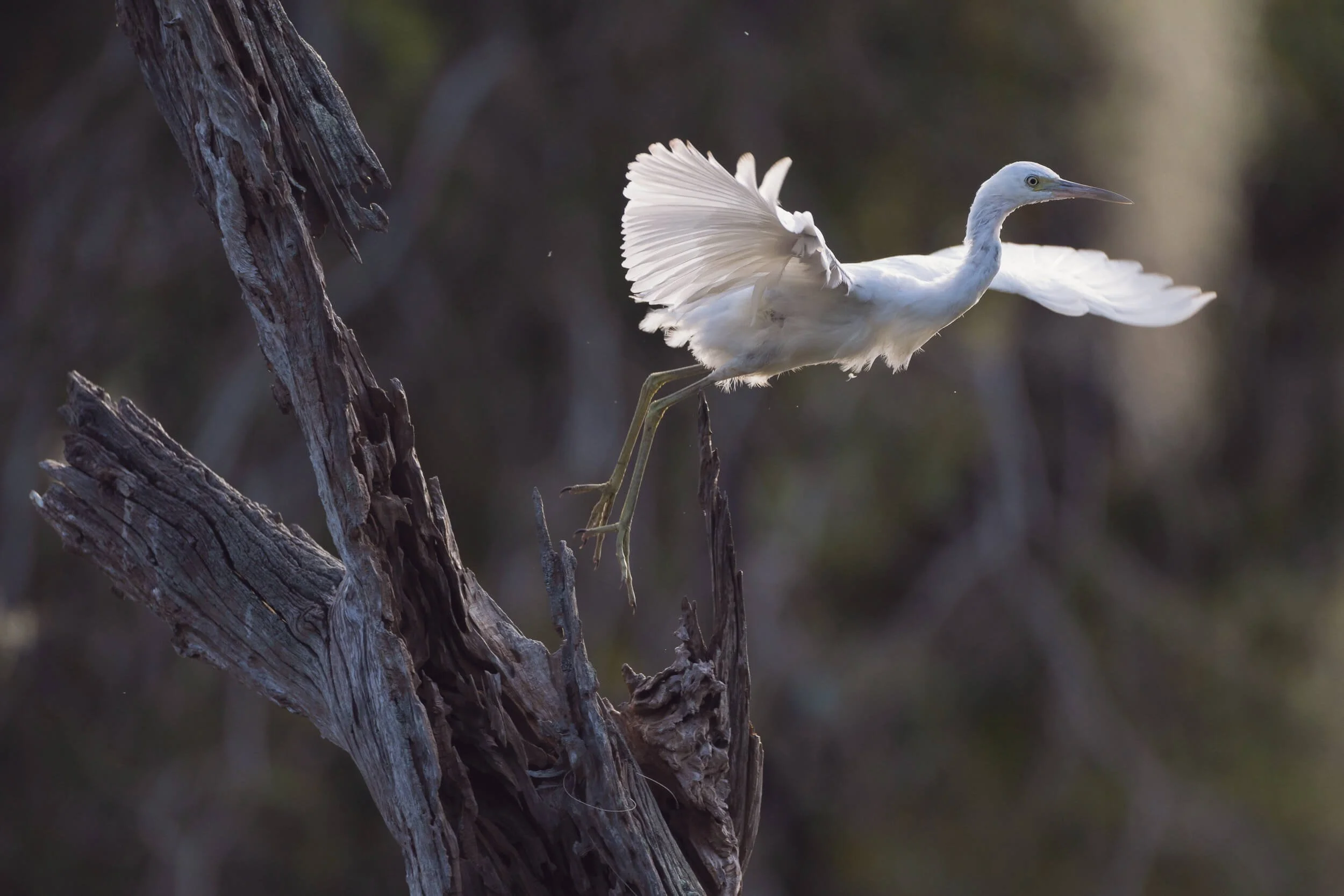 A white heron taking off from a weathered tree branch with a blurred natural background.
