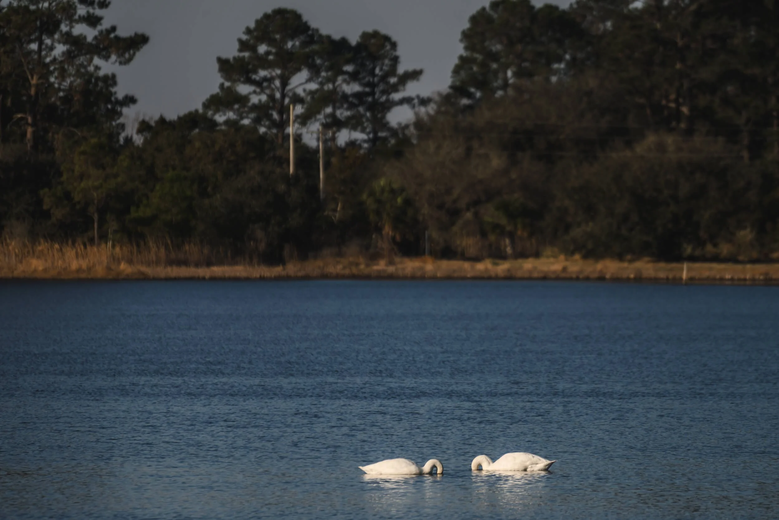 Two white swans swimming in a body of water with trees and power lines in the background.