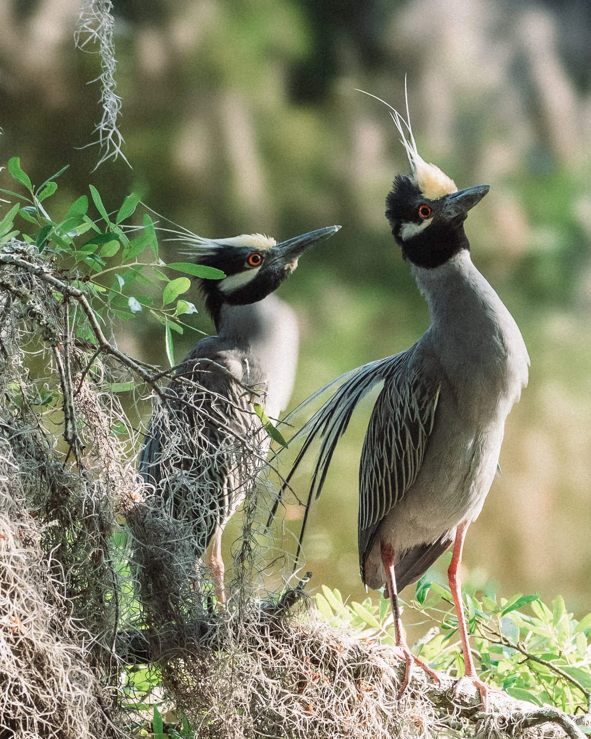 Two Verdins perched on a branch with lush green leaves in a natural habitat.