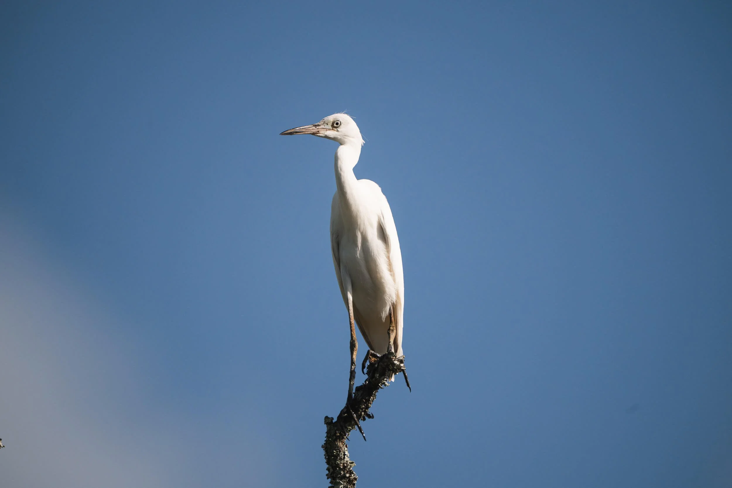 A white heron perched on a small branch against a clear blue sky.