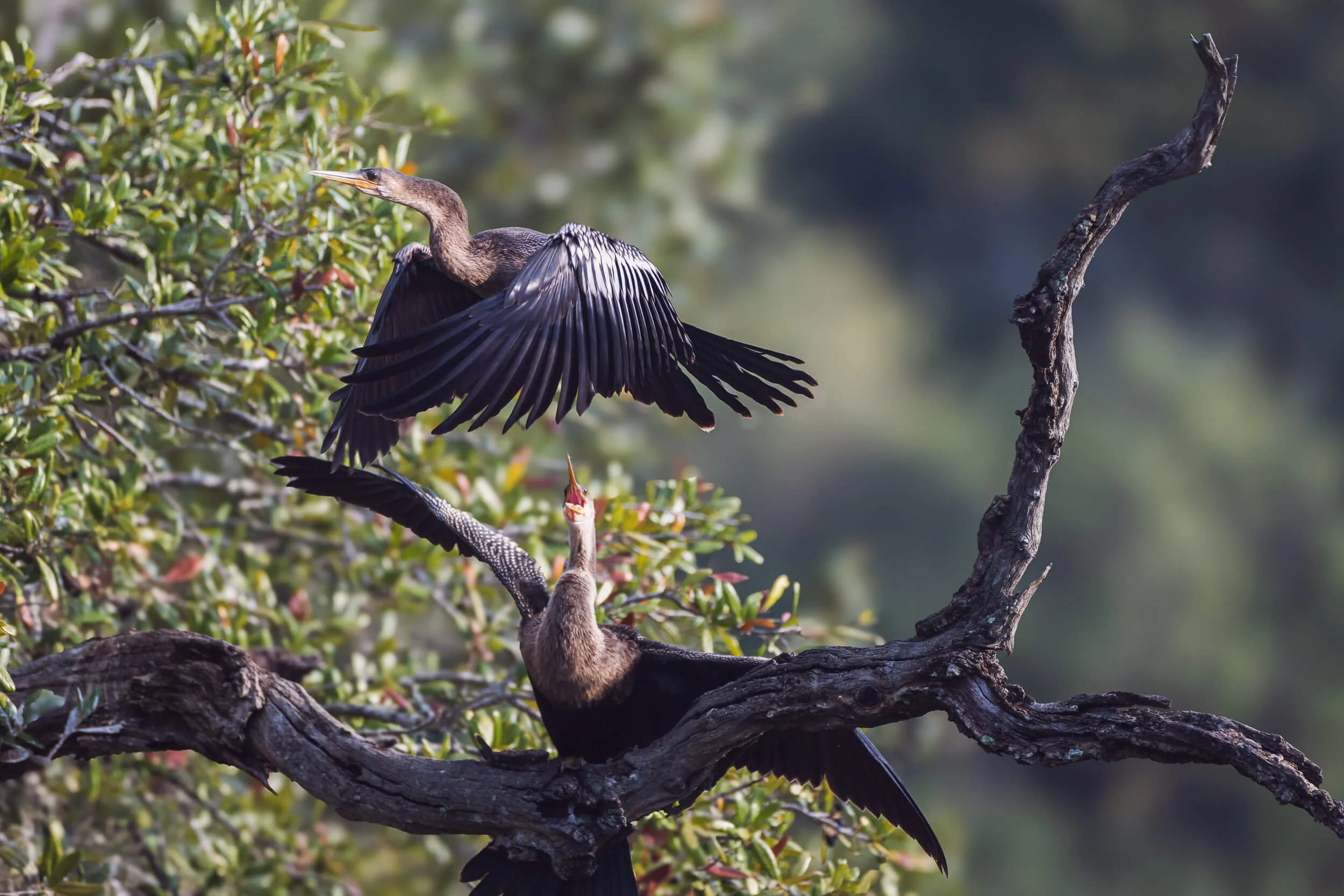 Two Anhinga birds perched on and flying around a gnarled tree branch in a natural setting with green foliage and blurred background.
