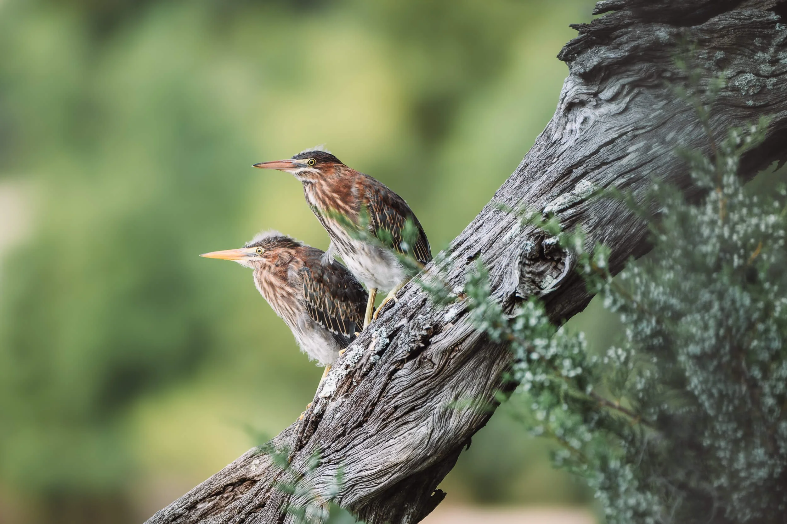 Two herons perched on a weathered tree branch against a blurred green background.