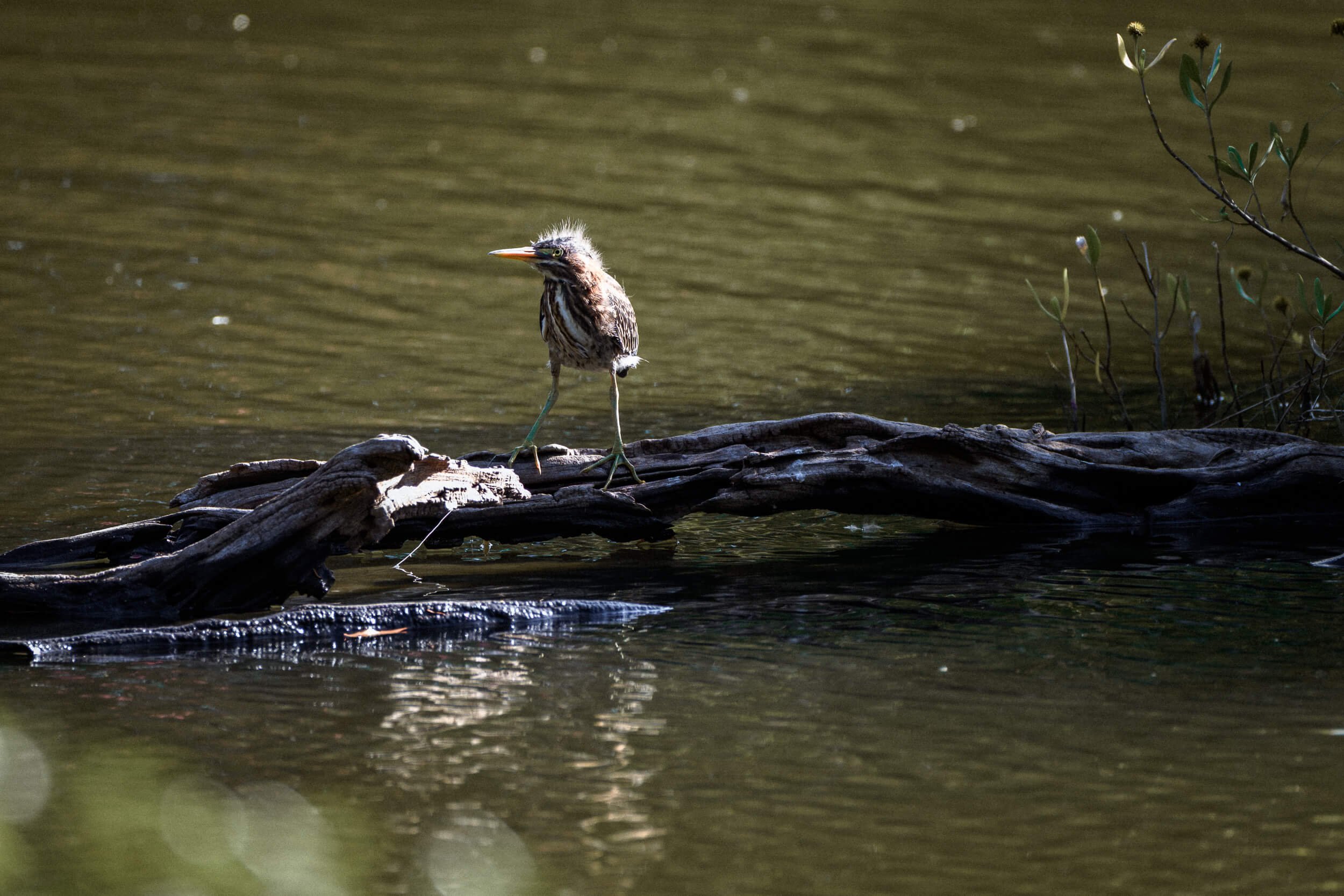 A young bird, likely a heron, standing on a fallen log in a body of water, with its beak pointed to the left and surrounded by green plants.