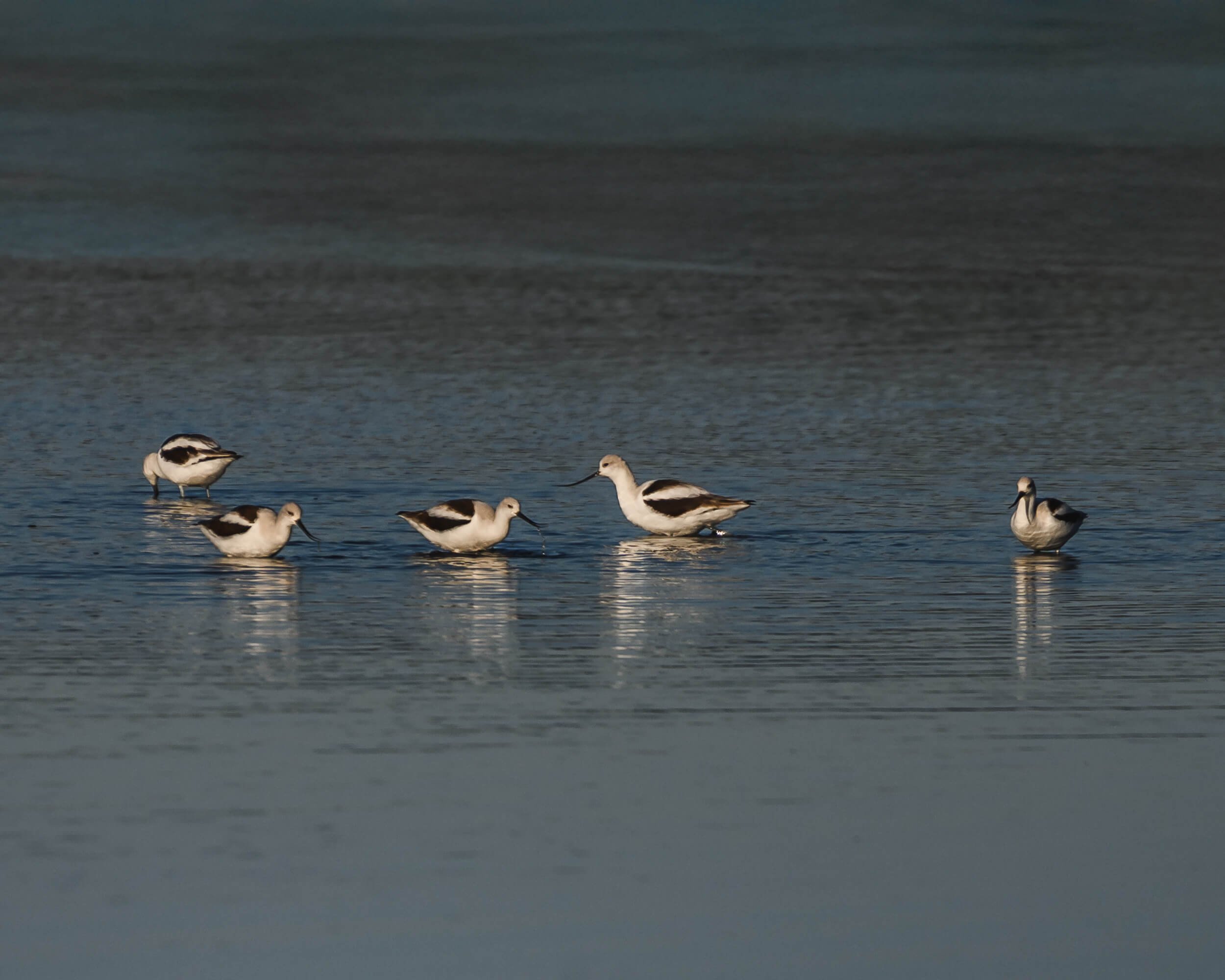 Five black-necked stilts wading in shallow water with a landscape of water and sky in the background.