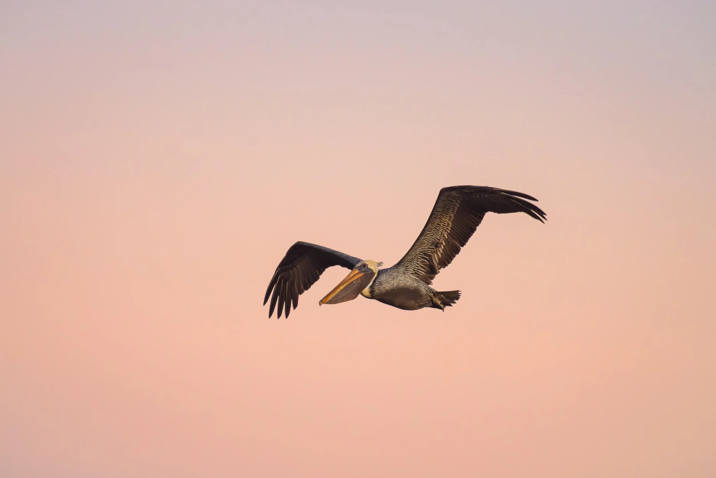 Pelican flying in a pastel-colored sky