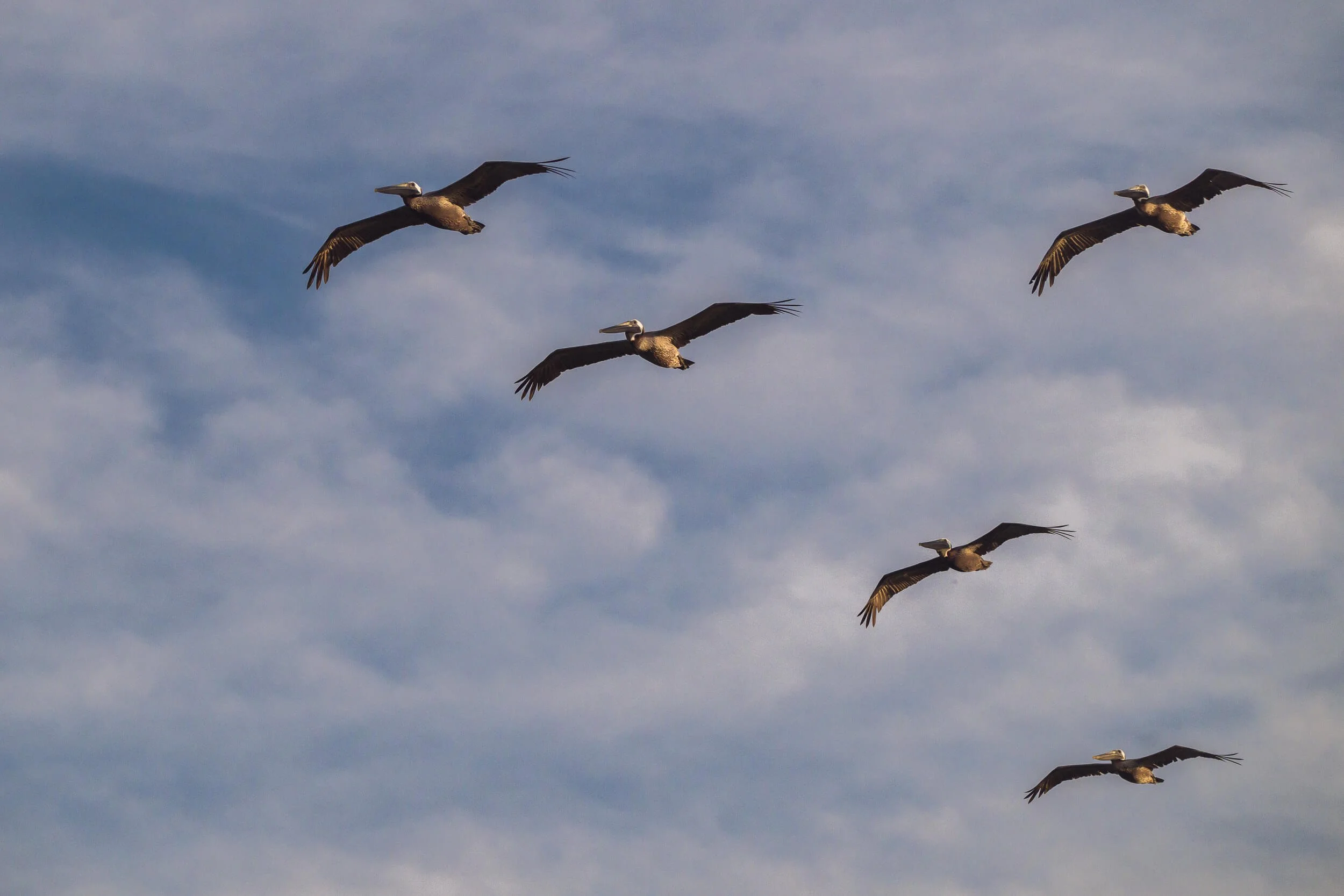 Five brown pelicans flying in a V formation against a partly cloudy sky.