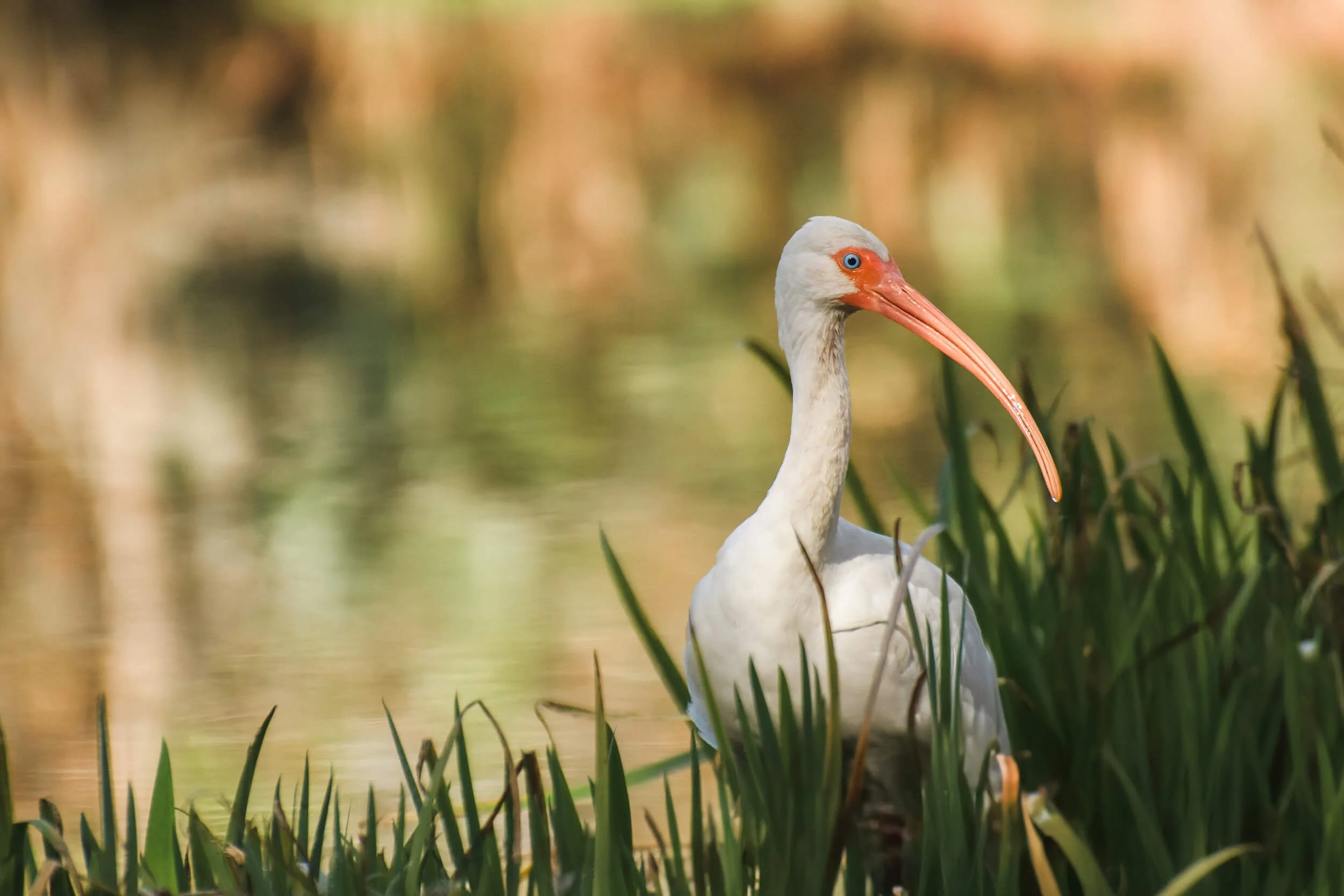 An ibis stands among green grass near a body of water, with a blurred natural background in Charleston, SC.