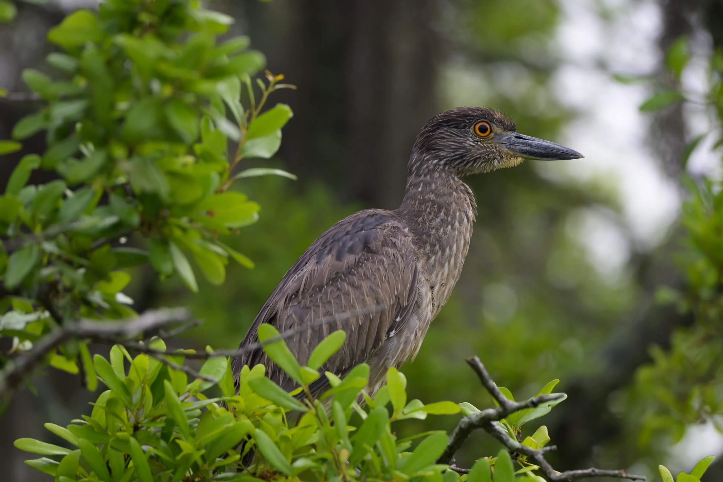 A bird perched on a tree branch surrounded by green leaves, with a dark beak, yellow eye, and brown and gray feathers.