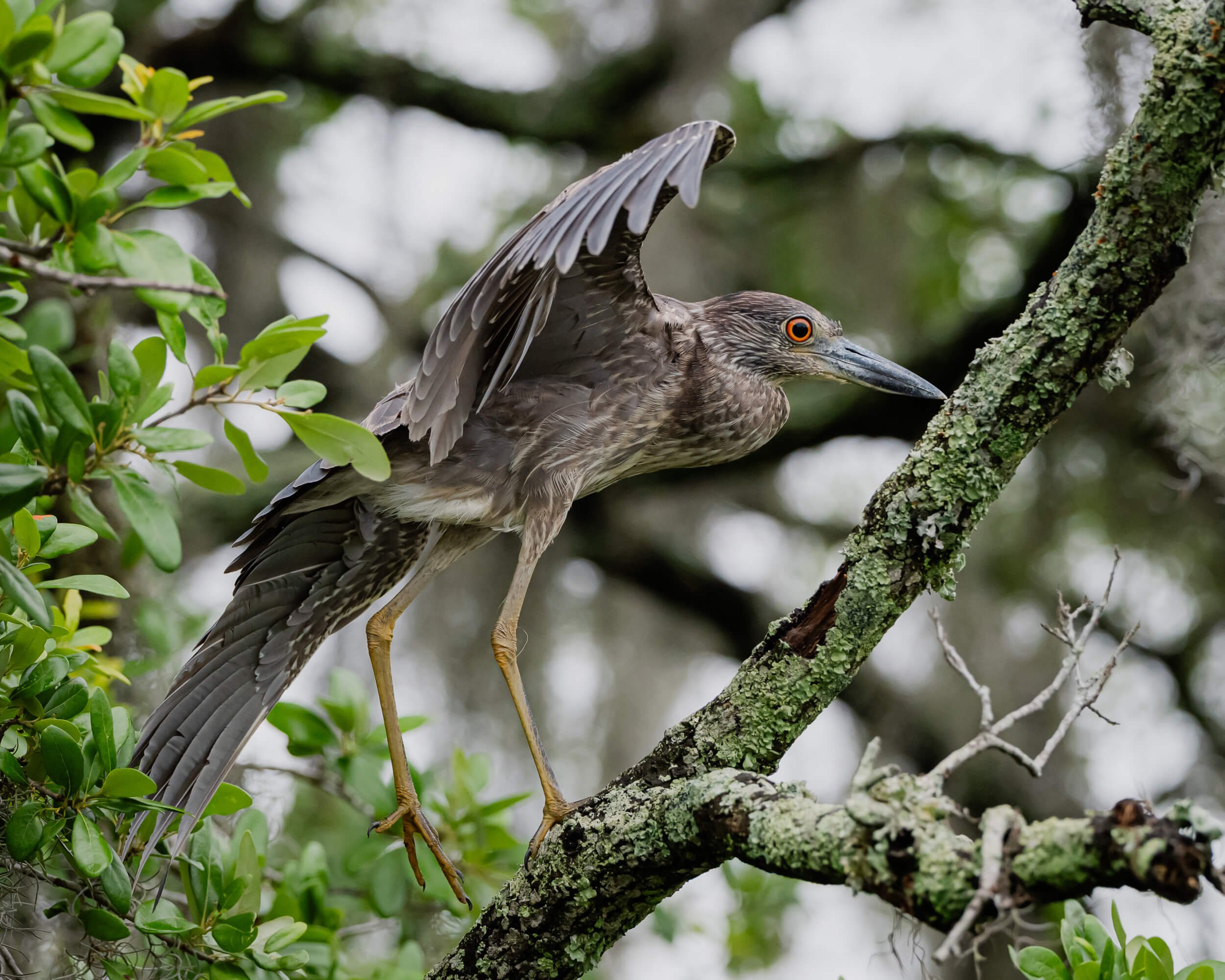 A heron perched on a tree branch in a natural setting.