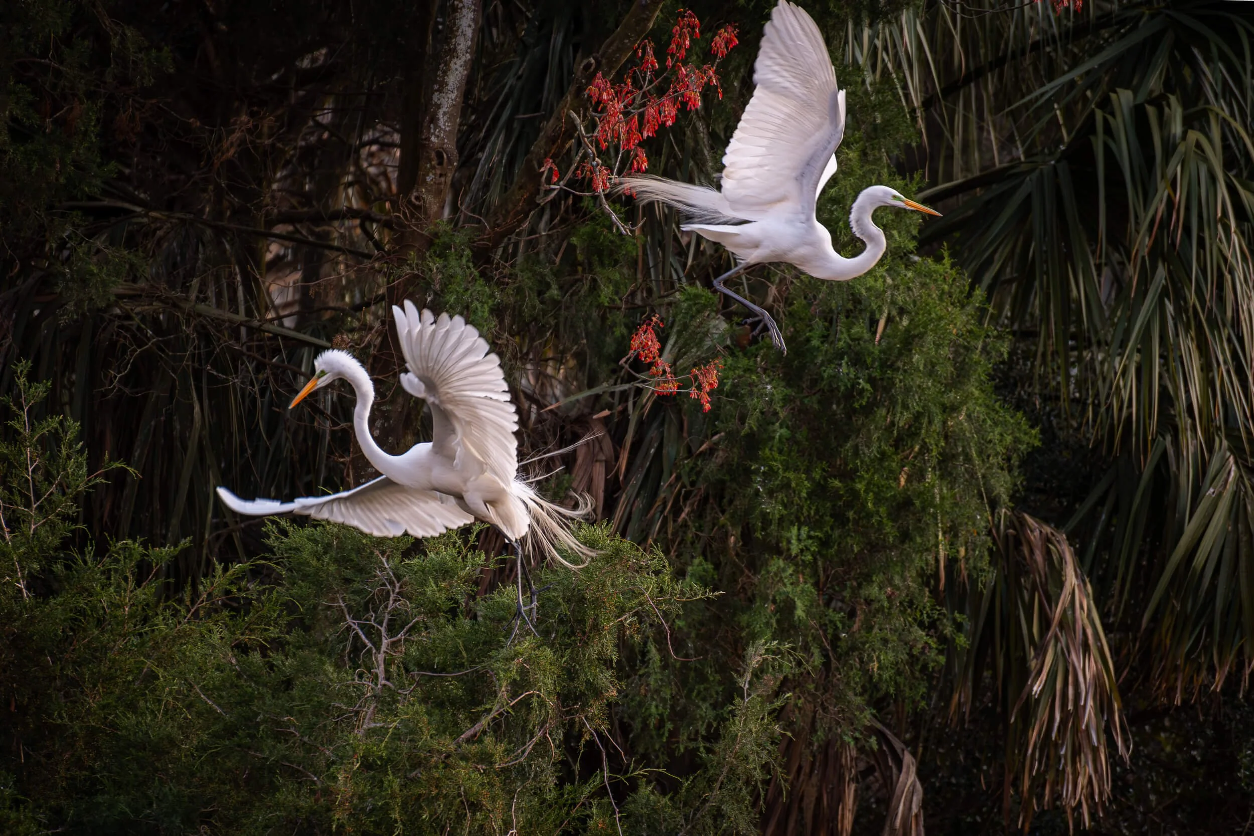 Two white herons flying through a green forest with red berries on branches.