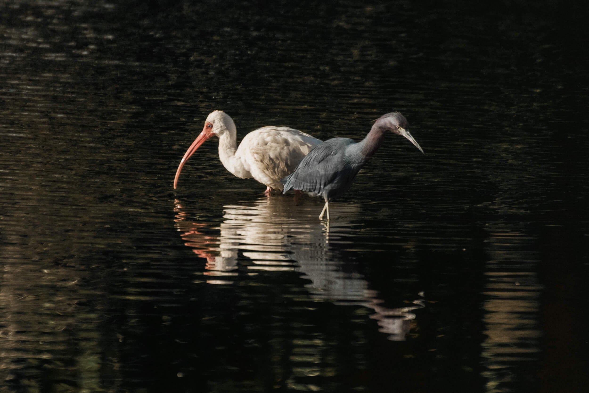A White Ibis and a Little Blue Heron wading together in a pond at Magnolia Cemetery in Charleston, SC, captured by Amy Quinn Hill.